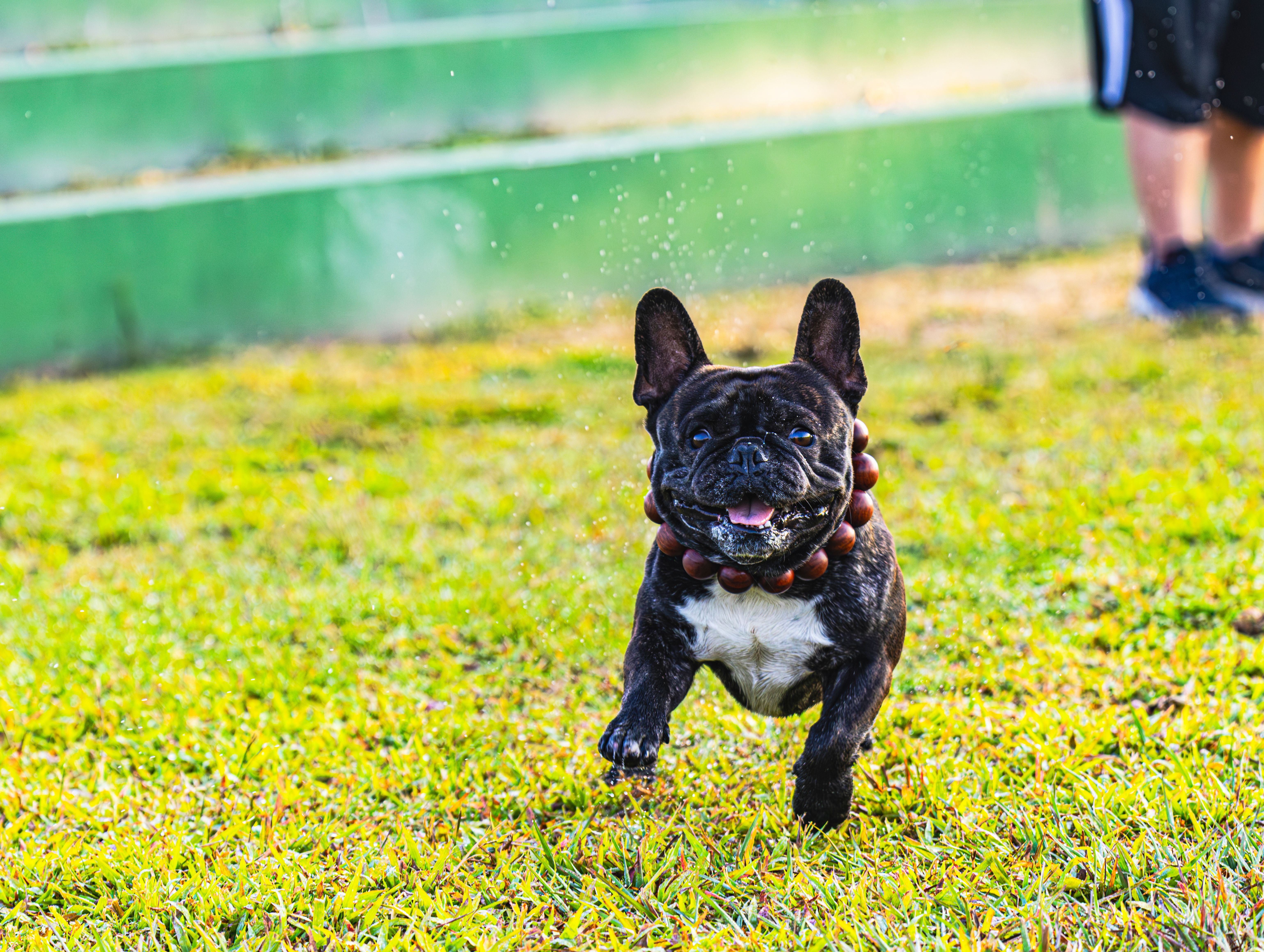 Understanding the Health Benefits of Having Pets at Home