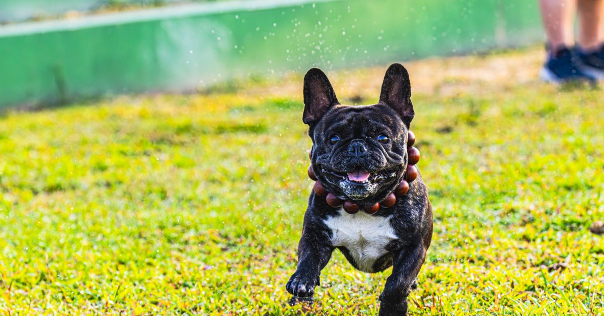 Understanding the Health Benefits of Having Pets at Home