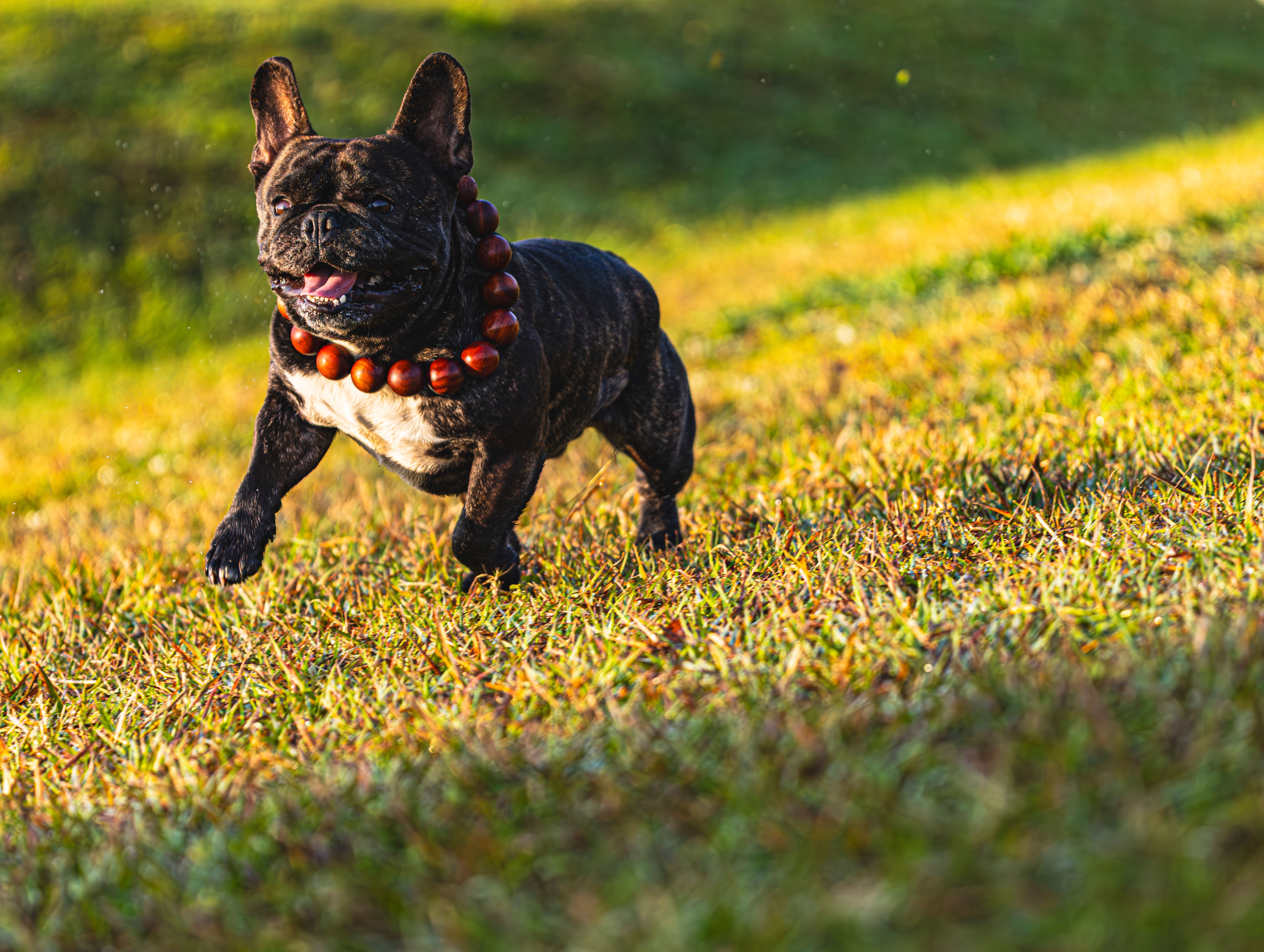 French Bulldog with long tail care: a black brindle French Bulldog wearing a bead collar running on sunny grass