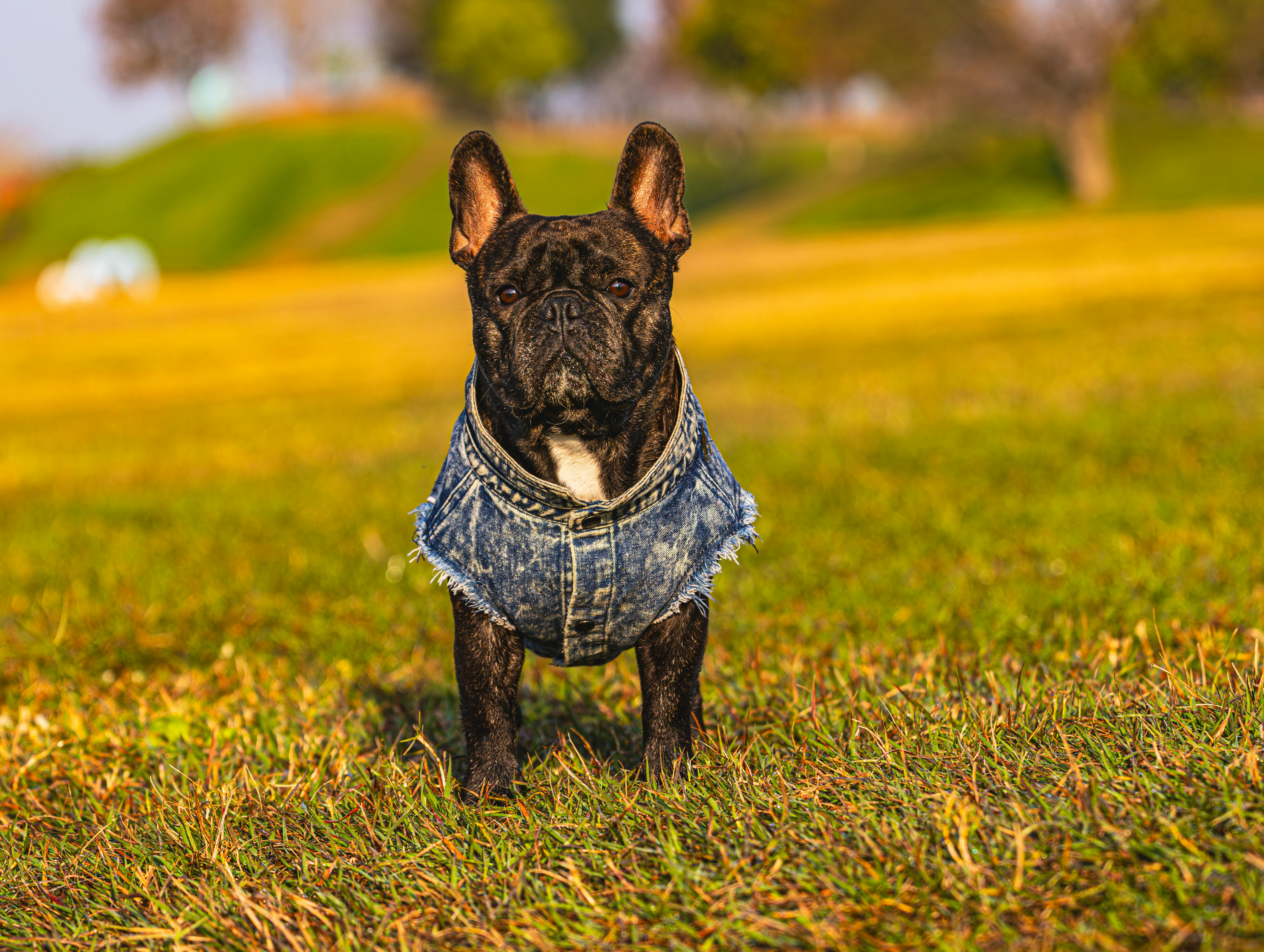 pet lifestyle, pets lifestyle, pet lifestyle store, more lifestyle pets, pet lifestyle bhopal, pet lifestyle centre, pet life