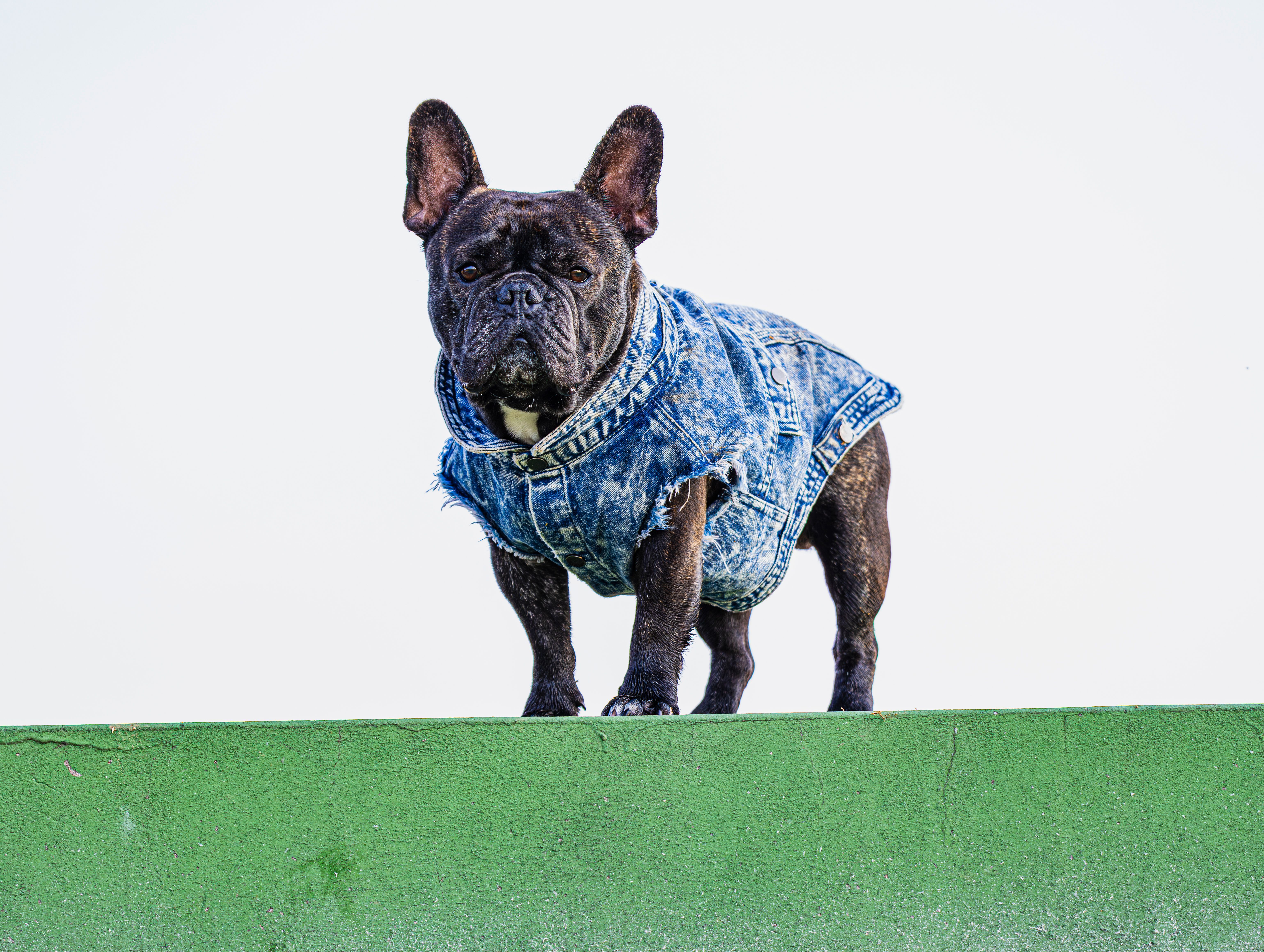 Hond in zomeroutfit naast strandstoel.
