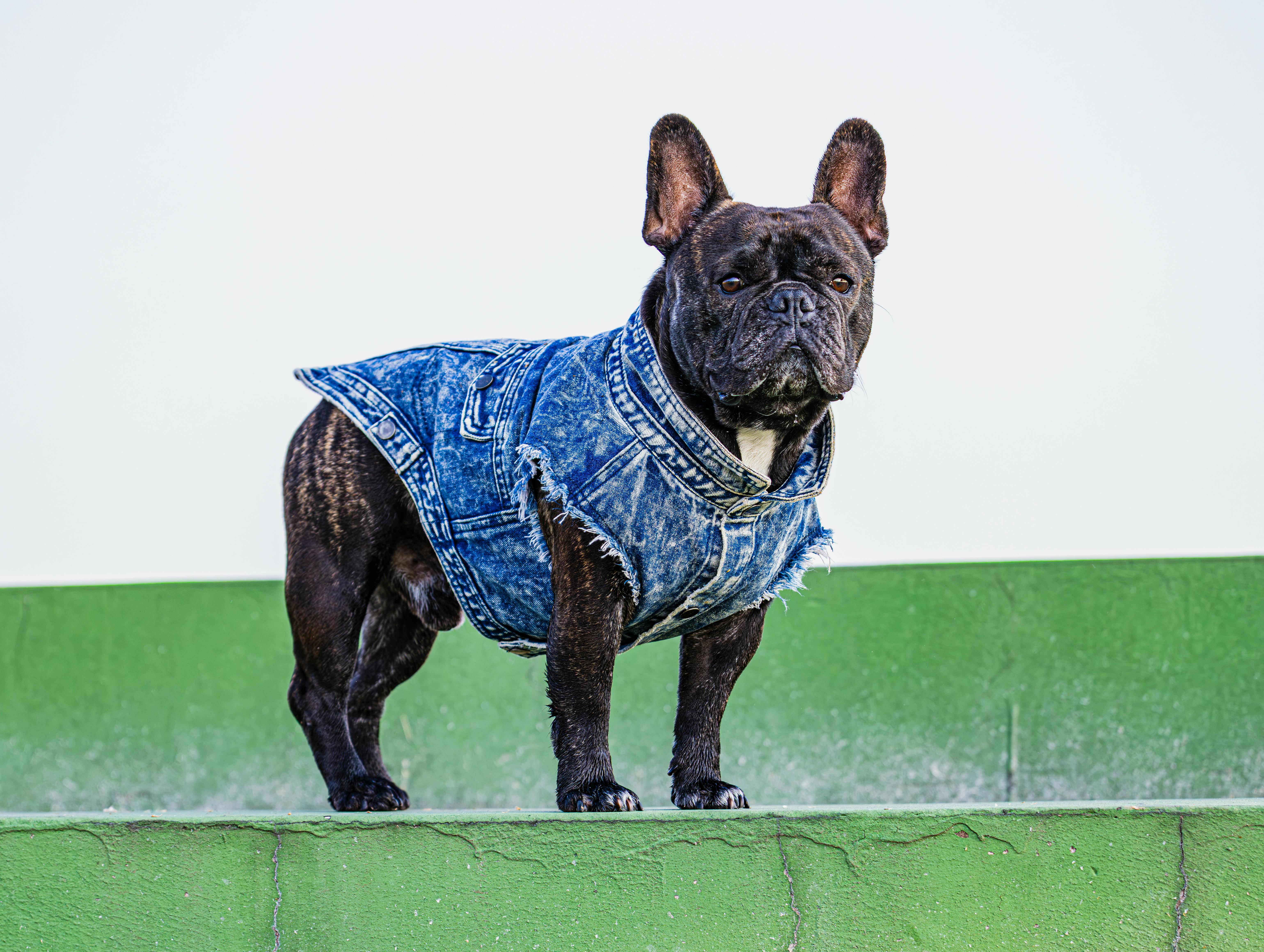 Kostenlos Eine stylische französische Bulldogge in einer Jeansweste posiert selbstbewusst auf einer grünen Treppe im Freien. Stock-Foto