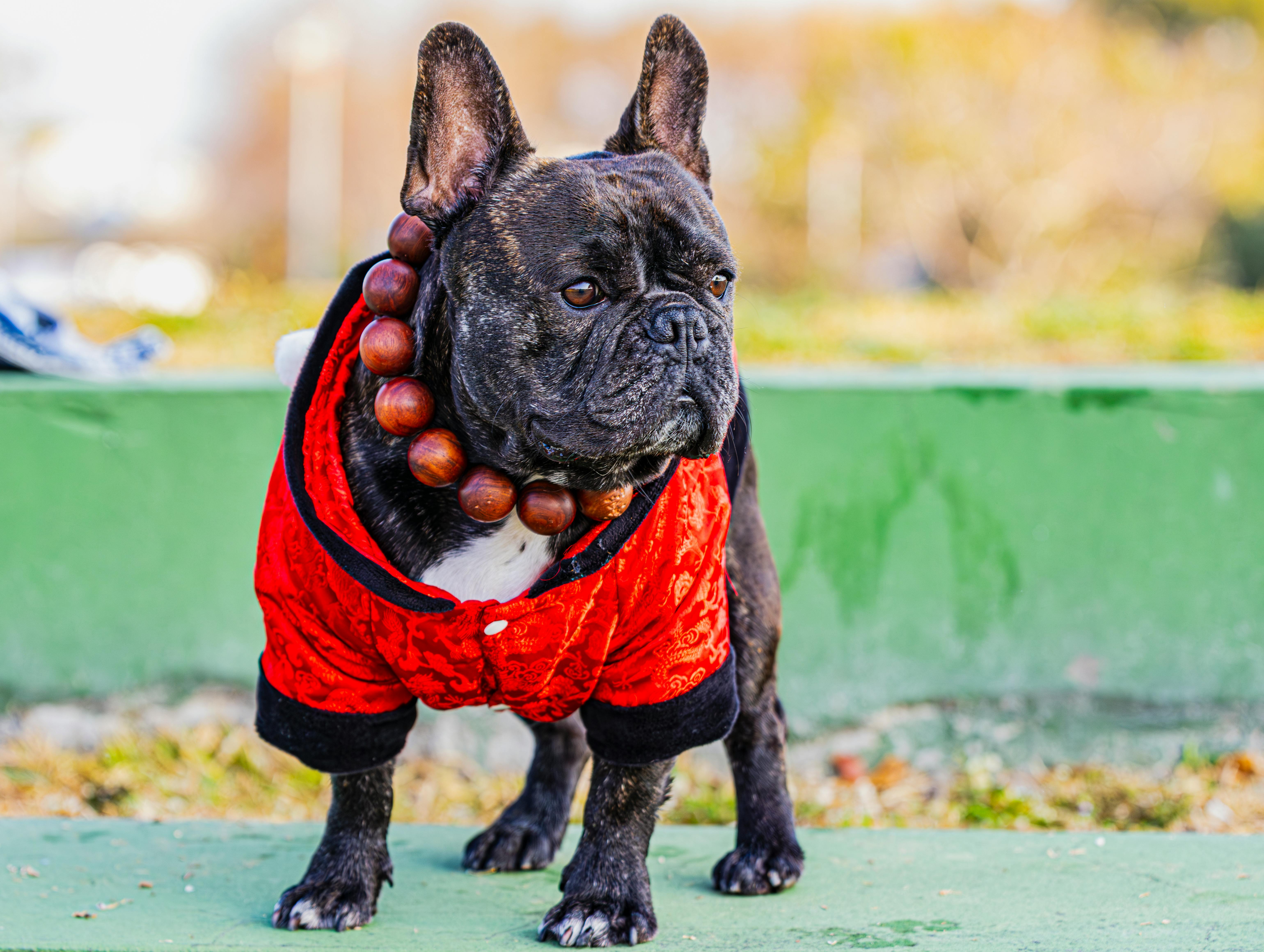 Kostenlos Kostenloses Stock Foto zu @draussen, bezaubernd, bulldogge Stock-Foto