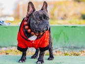 French Bulldog in Traditional Red Jacket Outdoors