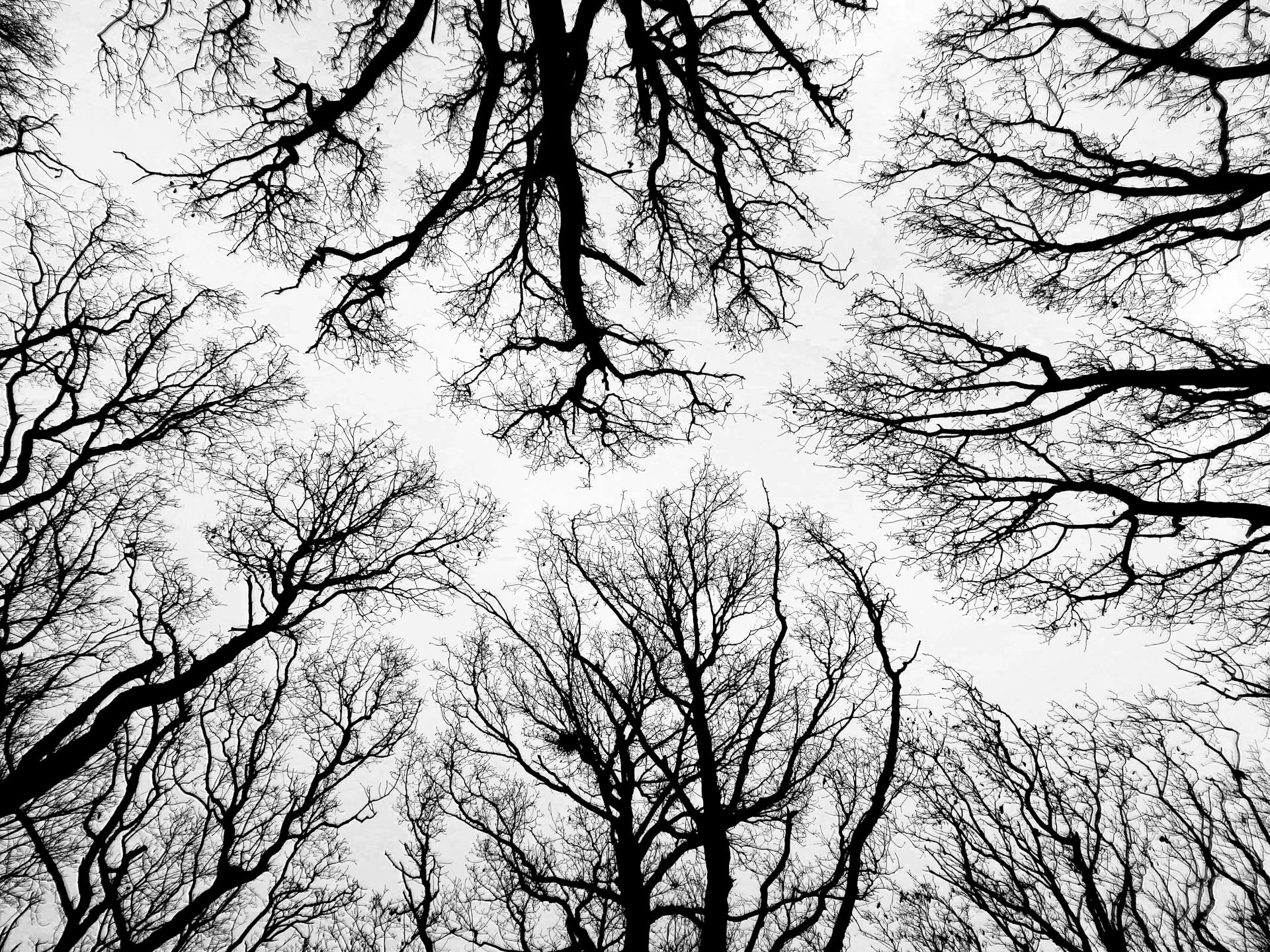 Artistic perspective of leafless tree branches creating intricate patterns against a cloudy sky.