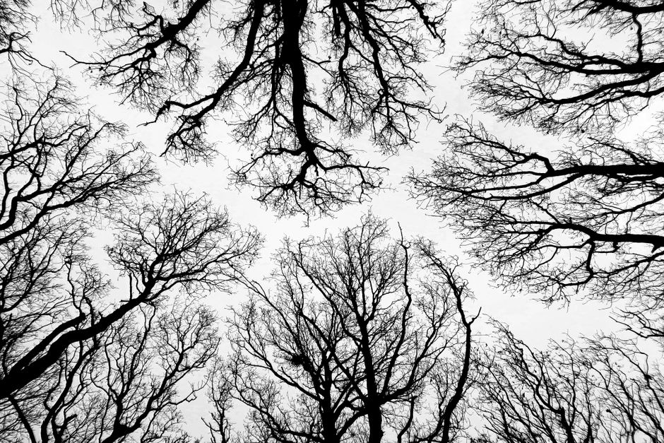 Low angle view of bare leafless trees in winter showing full branch structure — ideal for winter tree pruning assessment in Surrey BC
