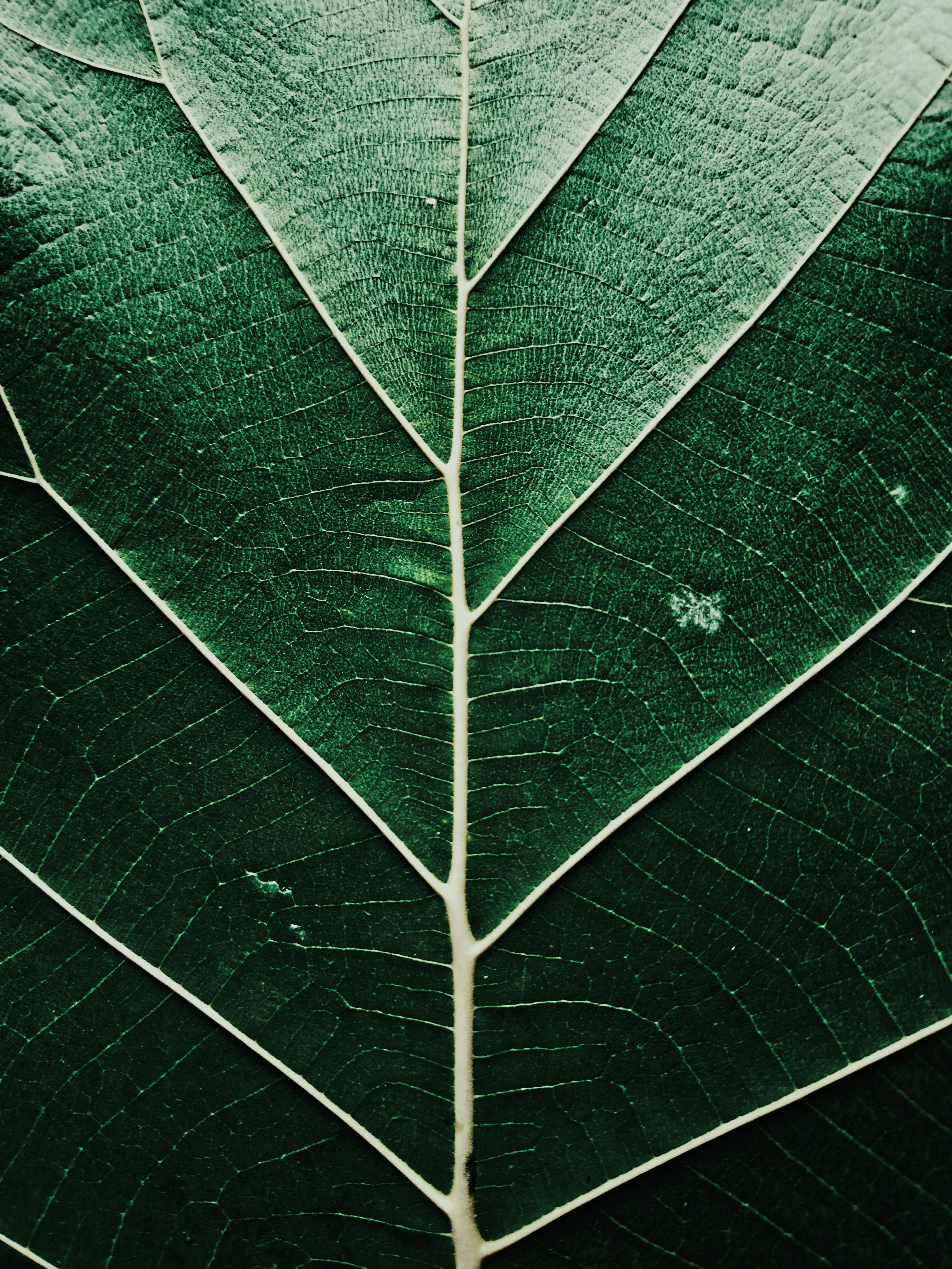 Close-up of Large Green Leaf with Intricate Patterns