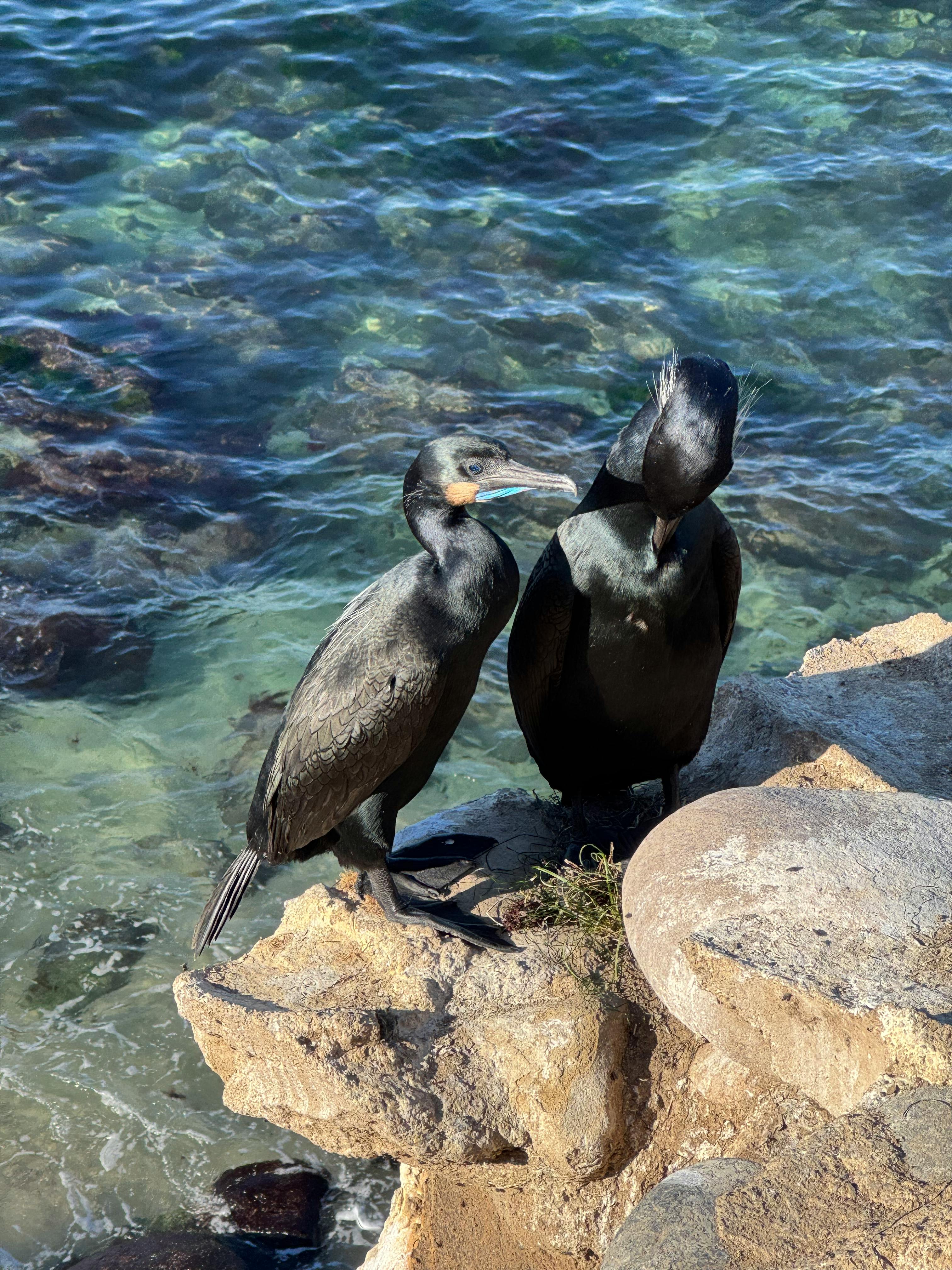 Kostenlos Zwei Kormorane ruhen auf Felsen am klaren Wasser der Küste von San Diego. Stock-Foto