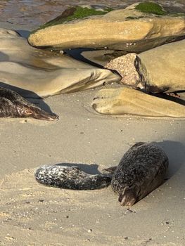 Two harbor seals resting on a sunny beach in La Jolla, San Diego.