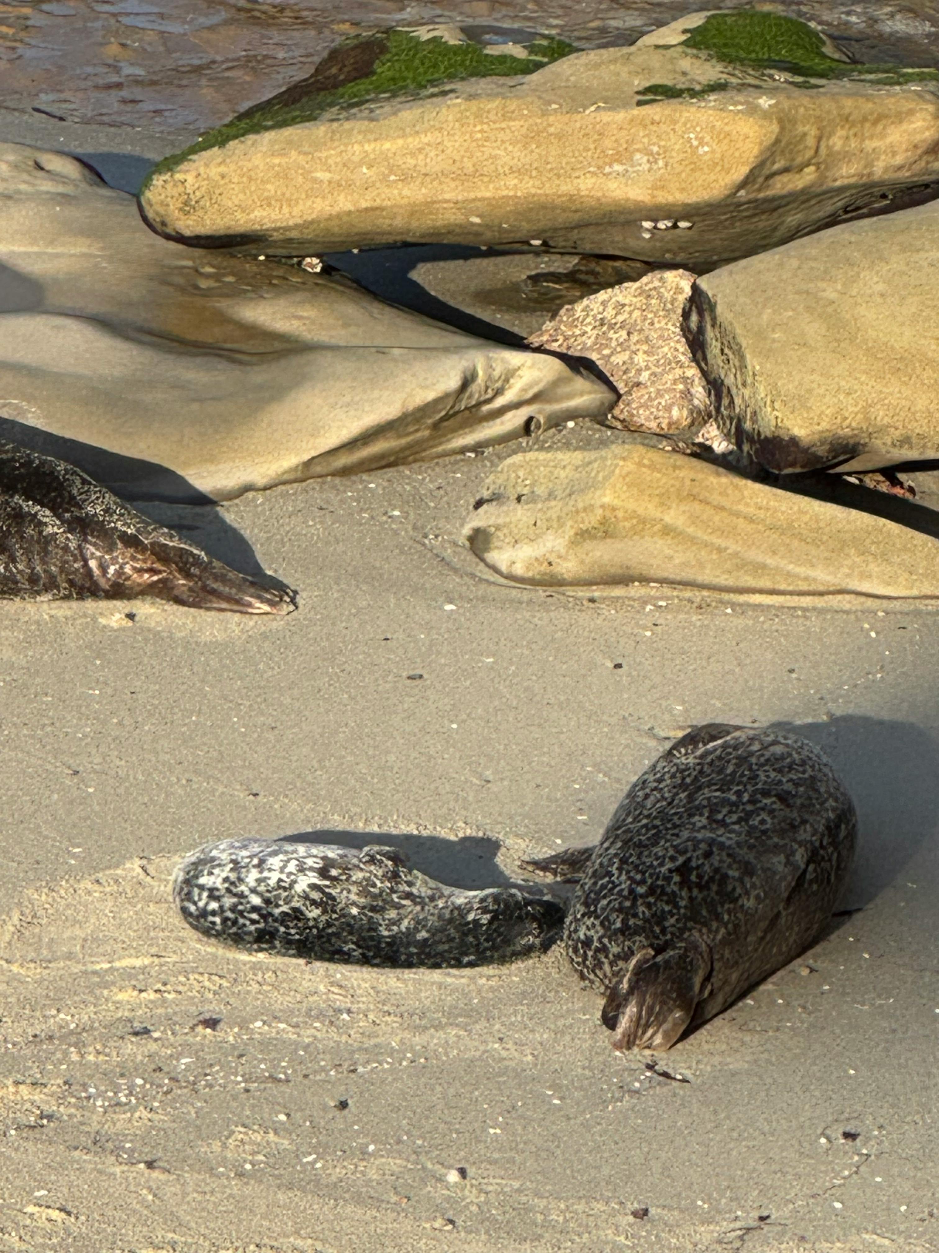 Kostenlos Zwei Seehunde ruhen sich an einem sonnigen Strand in La Jolla, San Diego aus. Stock-Foto