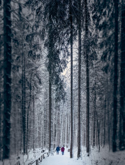 Free stock photo of cold, couple, forest