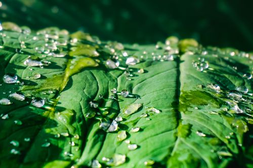 Free Vivid image of dewdrops glistening on a vibrant green leaf in natural sunlight. Stock Photo