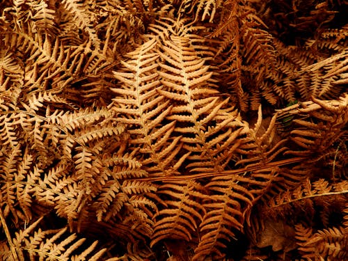 Free Brown fern Stock Photo