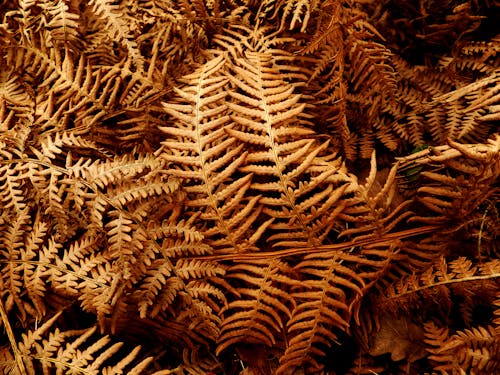 Brown fern