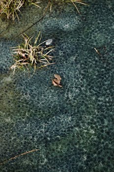 Close-up of a frozen pond with grass and leaves, creating a textured natural scene.