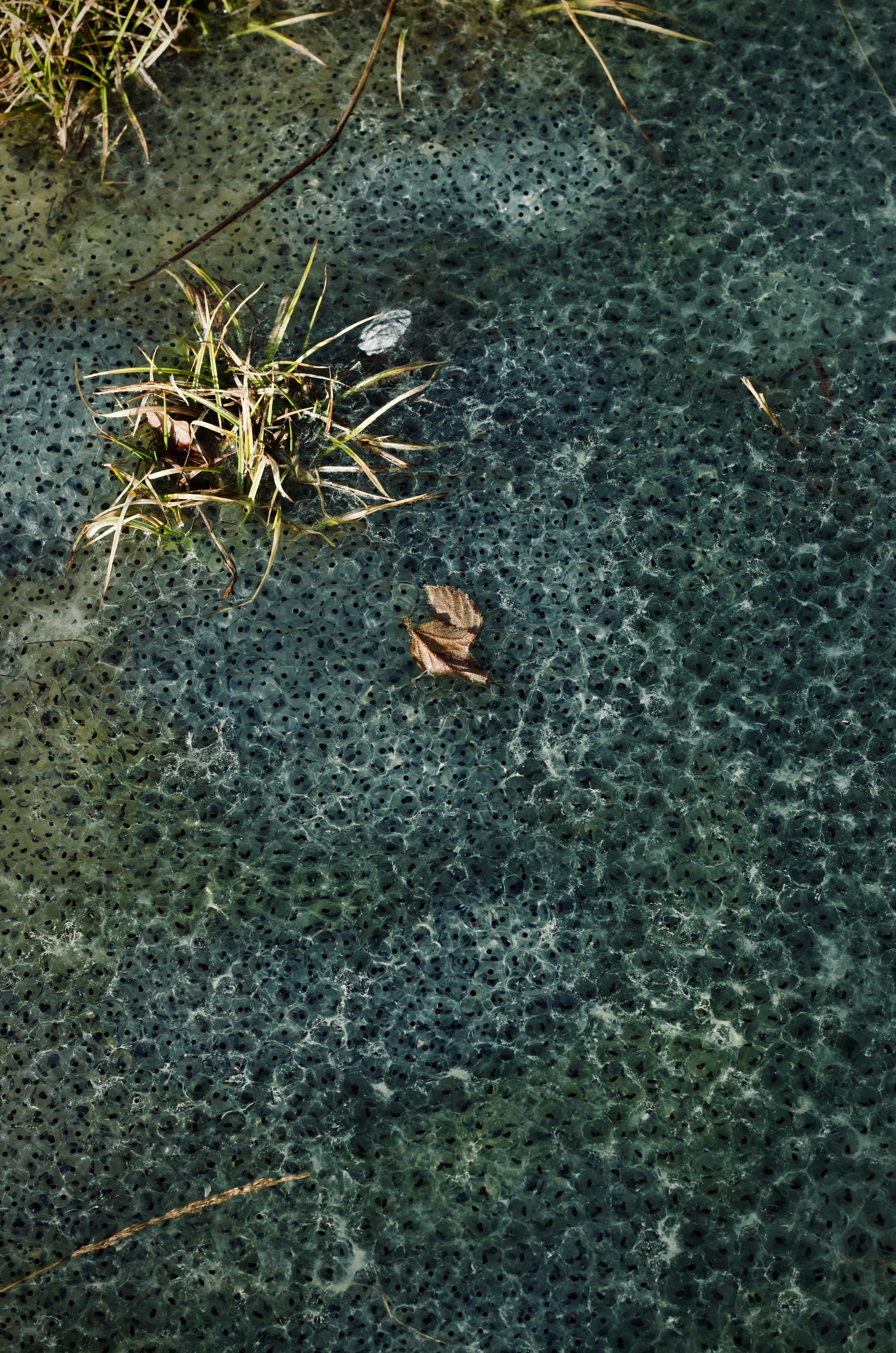 Free Close-up of a frozen pond with grass and leaves, creating a textured natural scene. Stock Photo