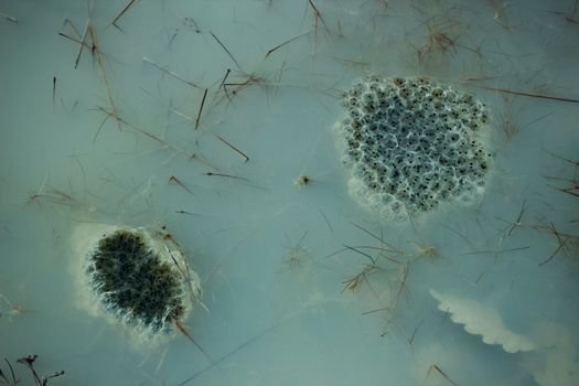 Top view of frog eggs in a natural pond setting with aquatic plants.