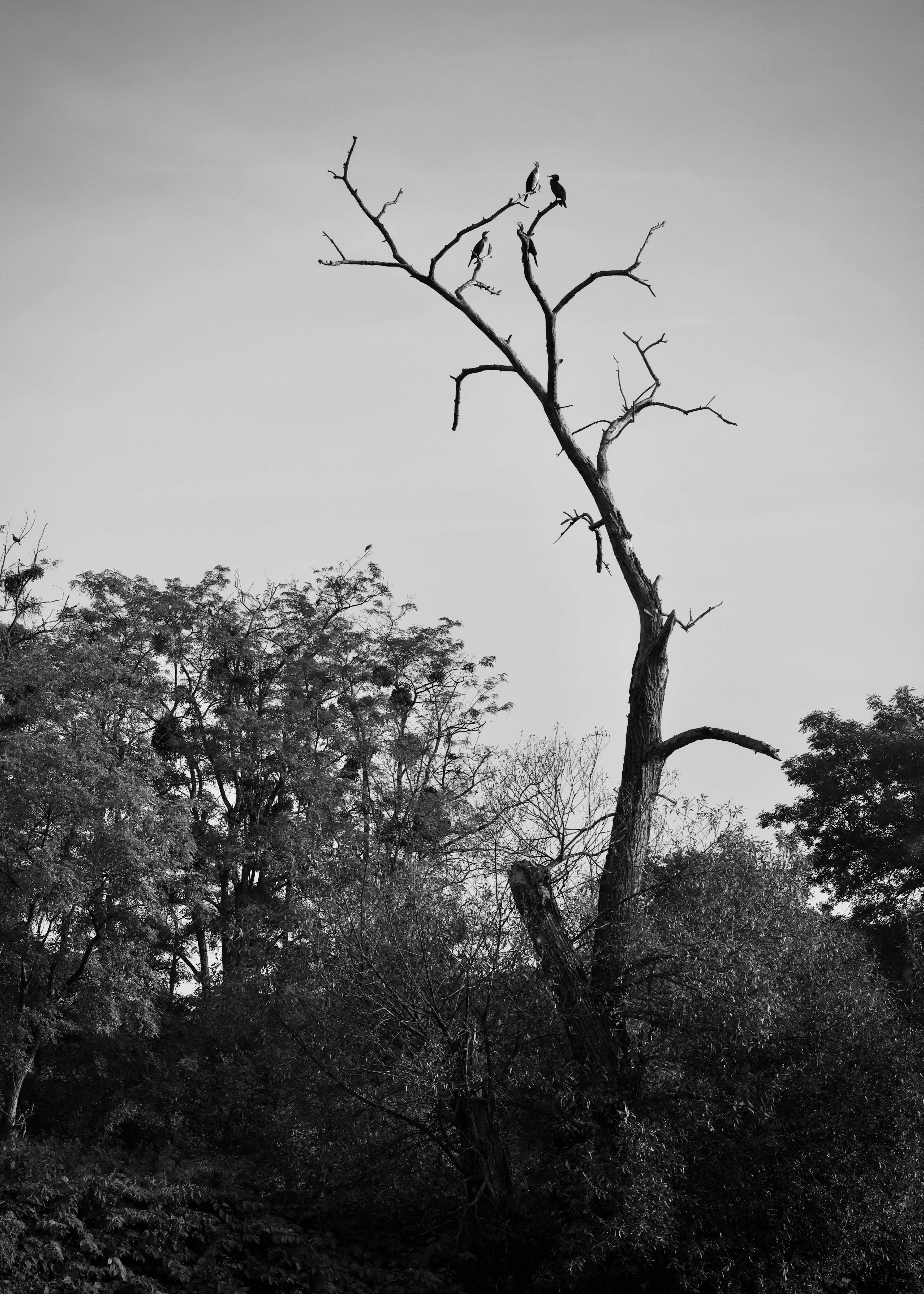 無料 鳥が止まっている枯れ木の印象的な白黒画像。ドラマチックなシルエットを作り出しています。 写真素材