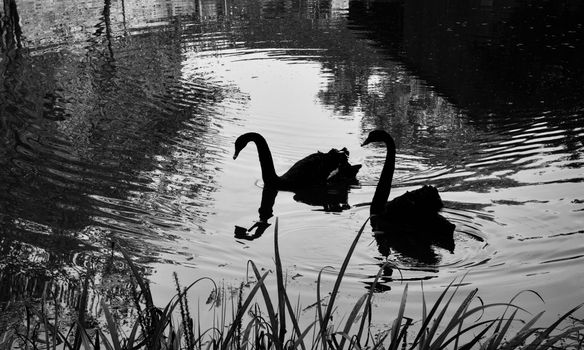A captivating black and white silhouette of swans peacefully gliding on a serene lake.