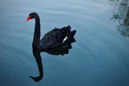 Free A solitary black swan gracefully swimming with reflection in calm blue water. Stock Photo