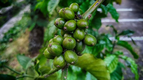 حجر جل (واجهة)