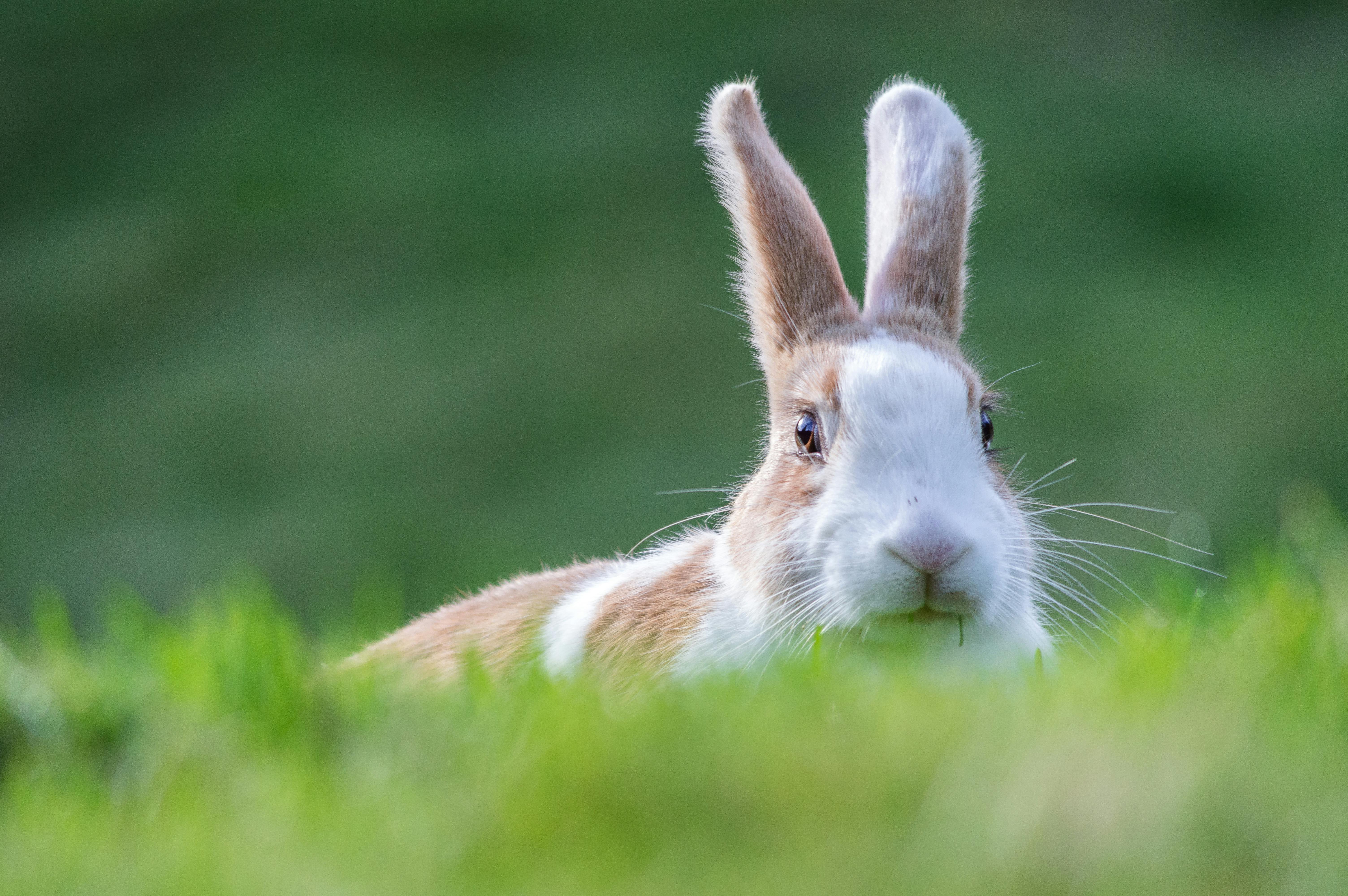 Kostenlos Ein entzückendes braun-weißes Kaninchen lugt aus dem saftigen Gras hervor und bietet eine bezaubernde Szene aus der Tierwelt. Stock-Foto