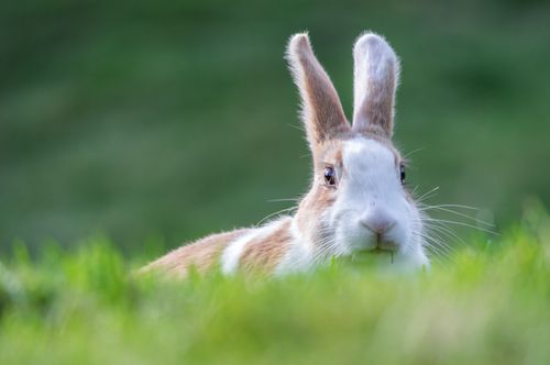 Free Adorable brown and white rabbit peeks from lush grass, creating a charming wildlife scene. Stock Photo