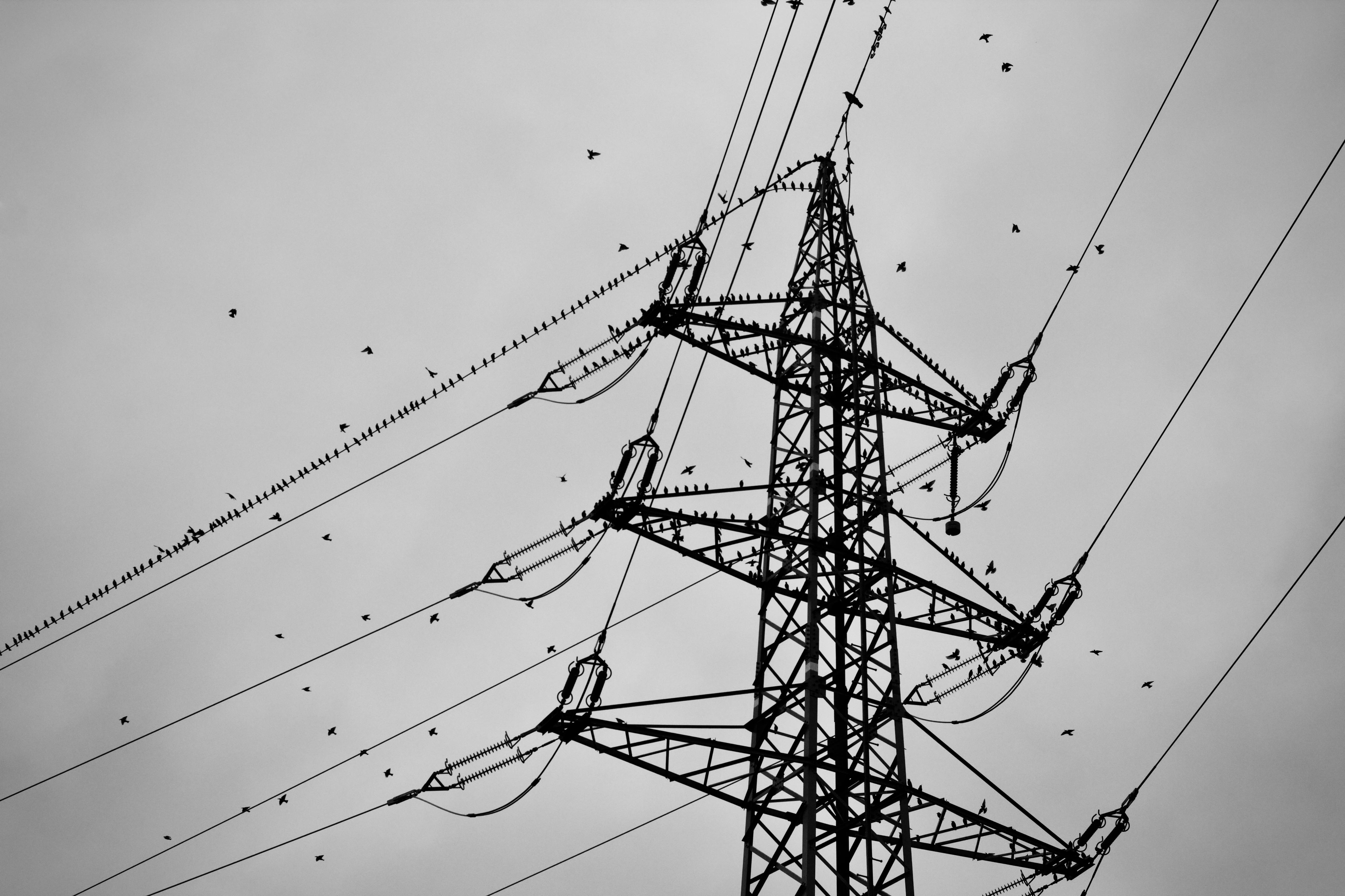бесплатная Черно-белое изображение птиц, сидящих на высоковольтной линии электропередачи. Стоковое фото