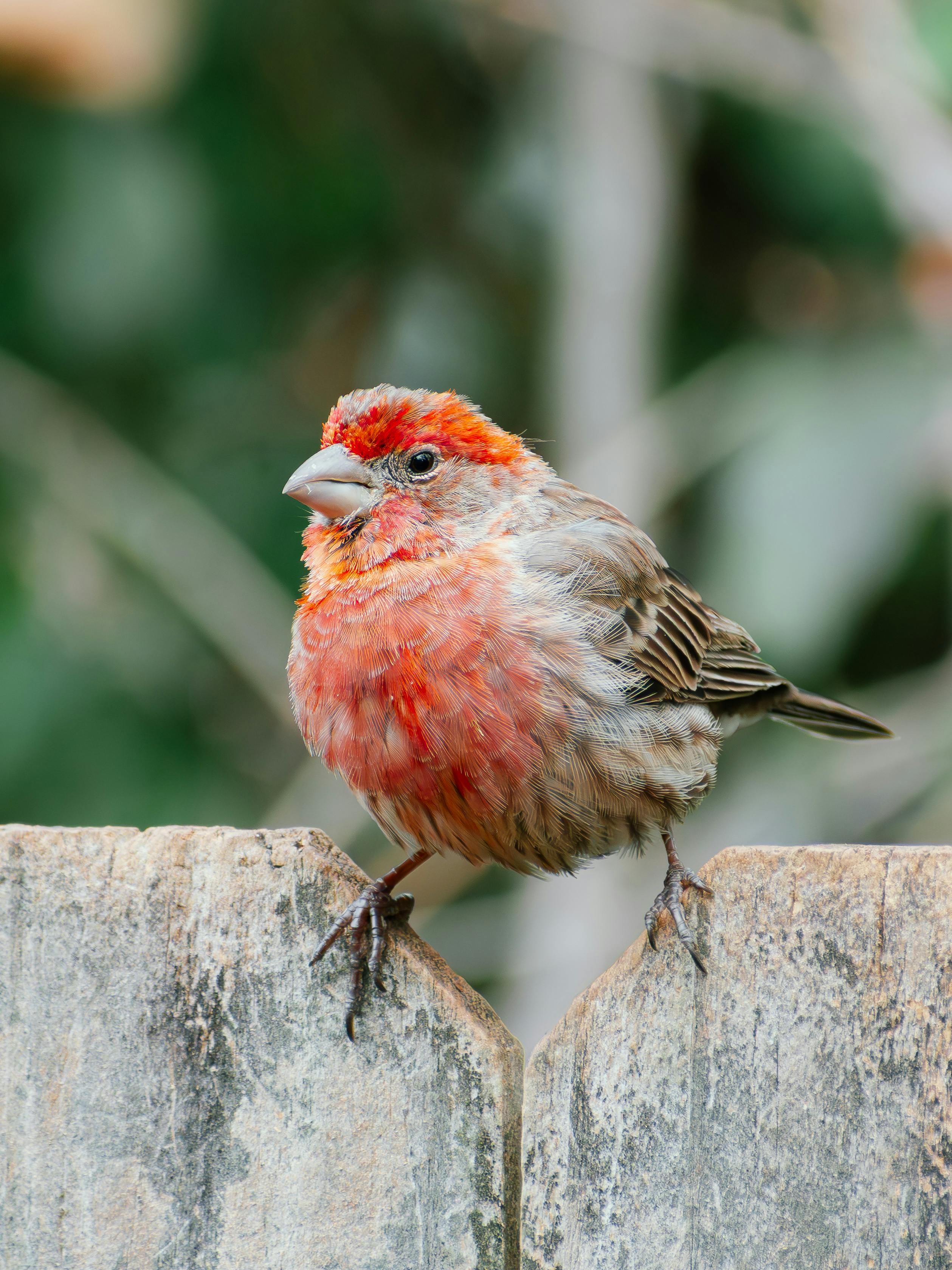 Kostenlos Ein farbenprächtiger roter Hausfink sitzt in natürlicher Umgebung auf einem Holzzaun. Stock-Foto