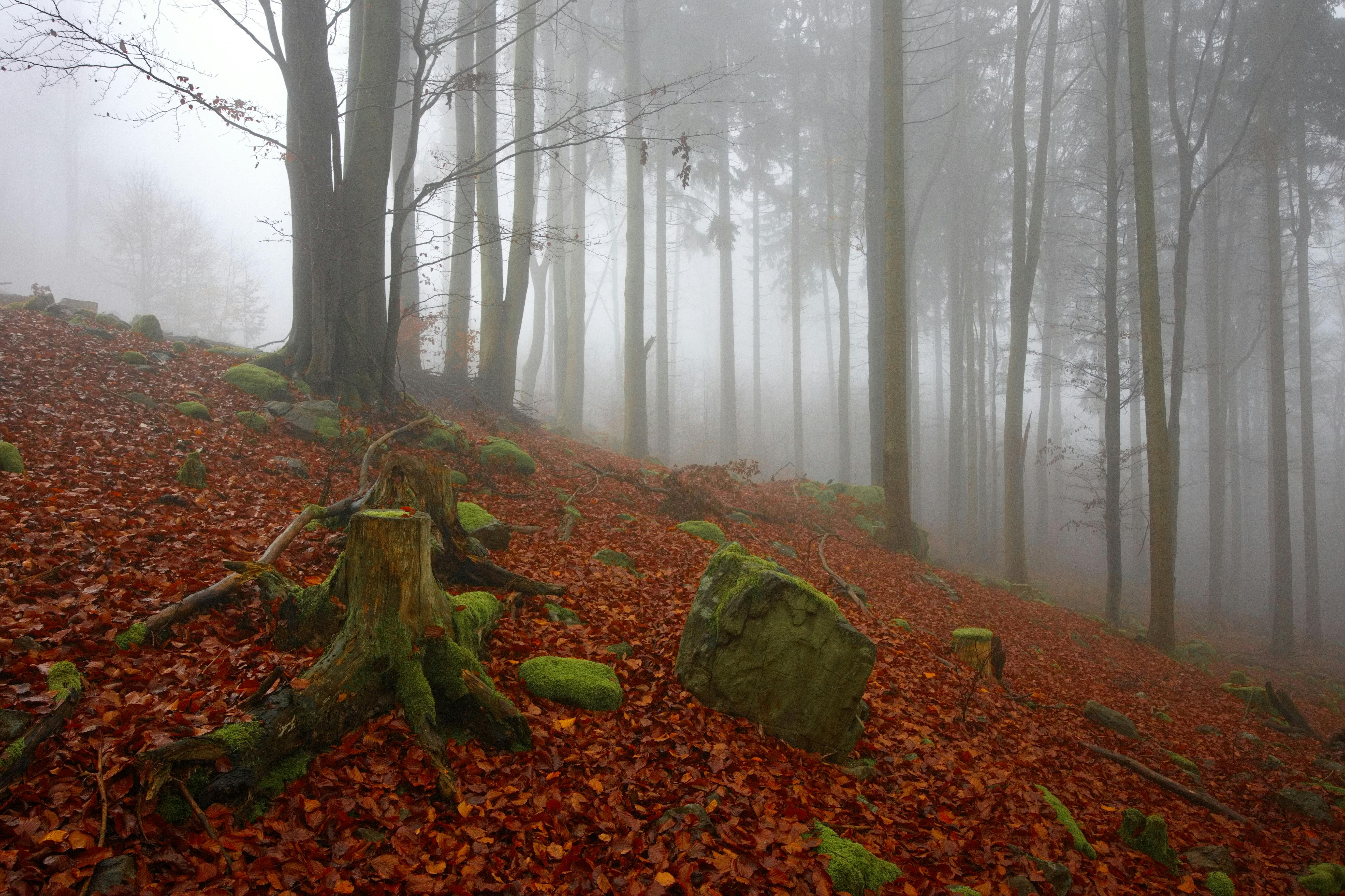 Δωρεάν στοκ φωτογραφιών με ατμόσφαιρα, βρύο, βρώμικες πέτρες Φωτογραφία από στοκ φωτογραφιών