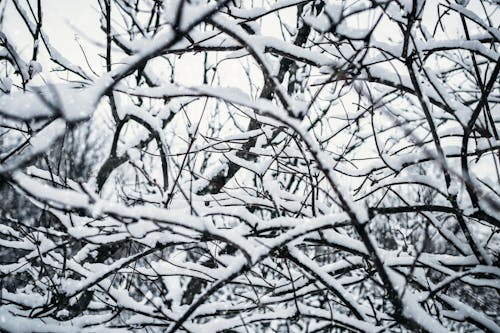 Tree Branches Covered With Snow