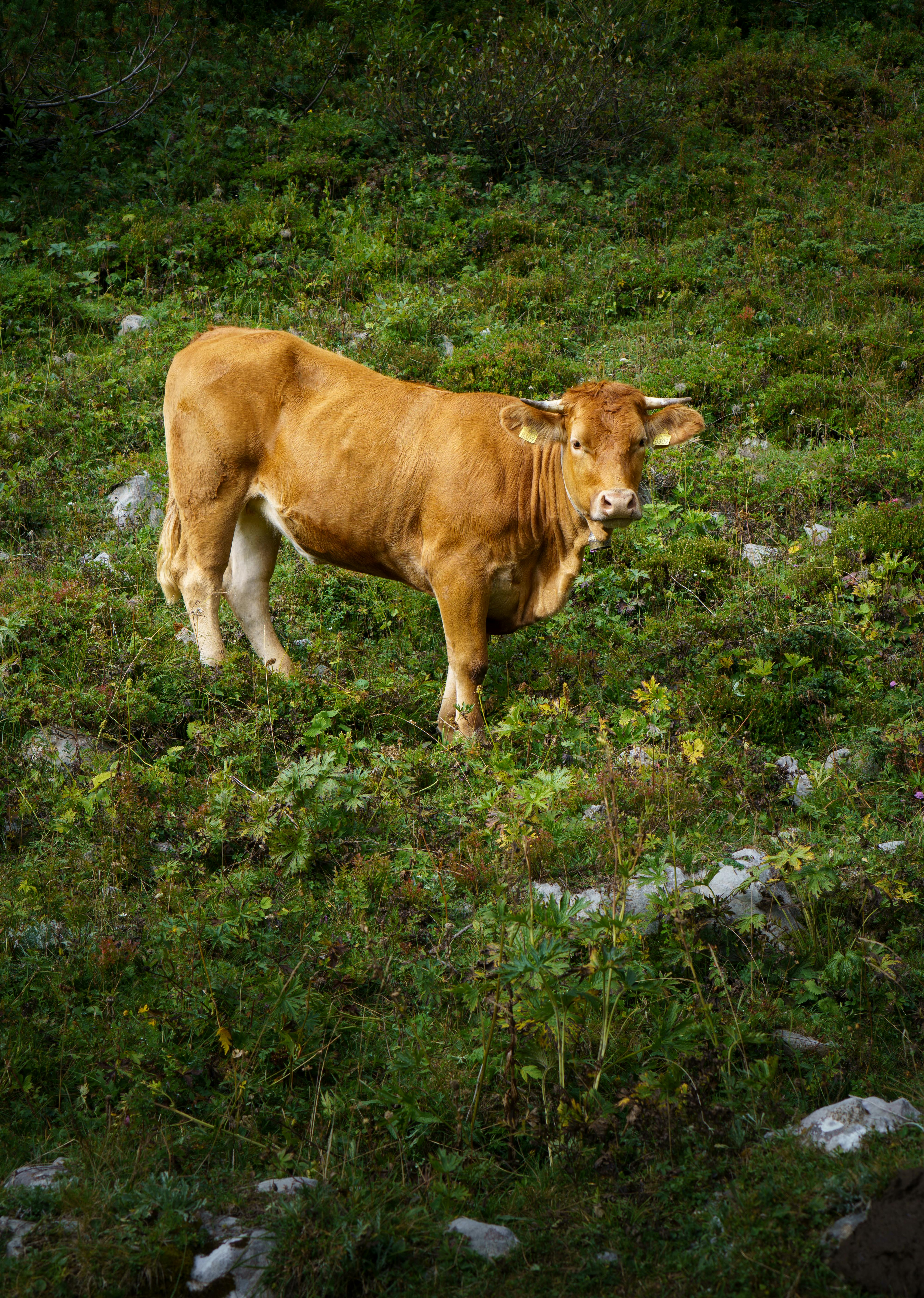 Kostenlos Eine braune Kuh steht auf einer Almwiese in Radovljica, Slowenien. Stock-Foto