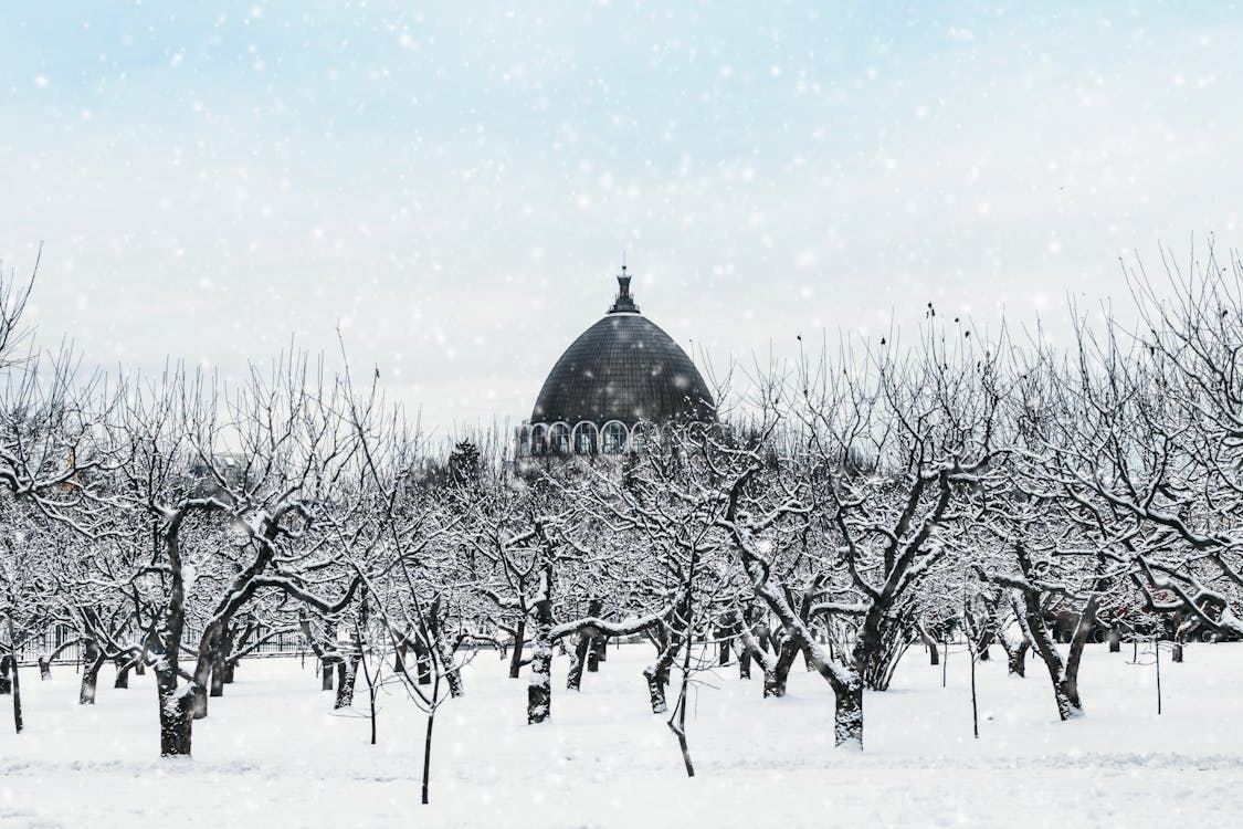 Snow Covered Landscape