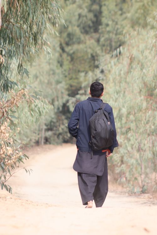 Free A man with a backpack walks down a tranquil trail surrounded by eucalyptus trees. Stock Photo