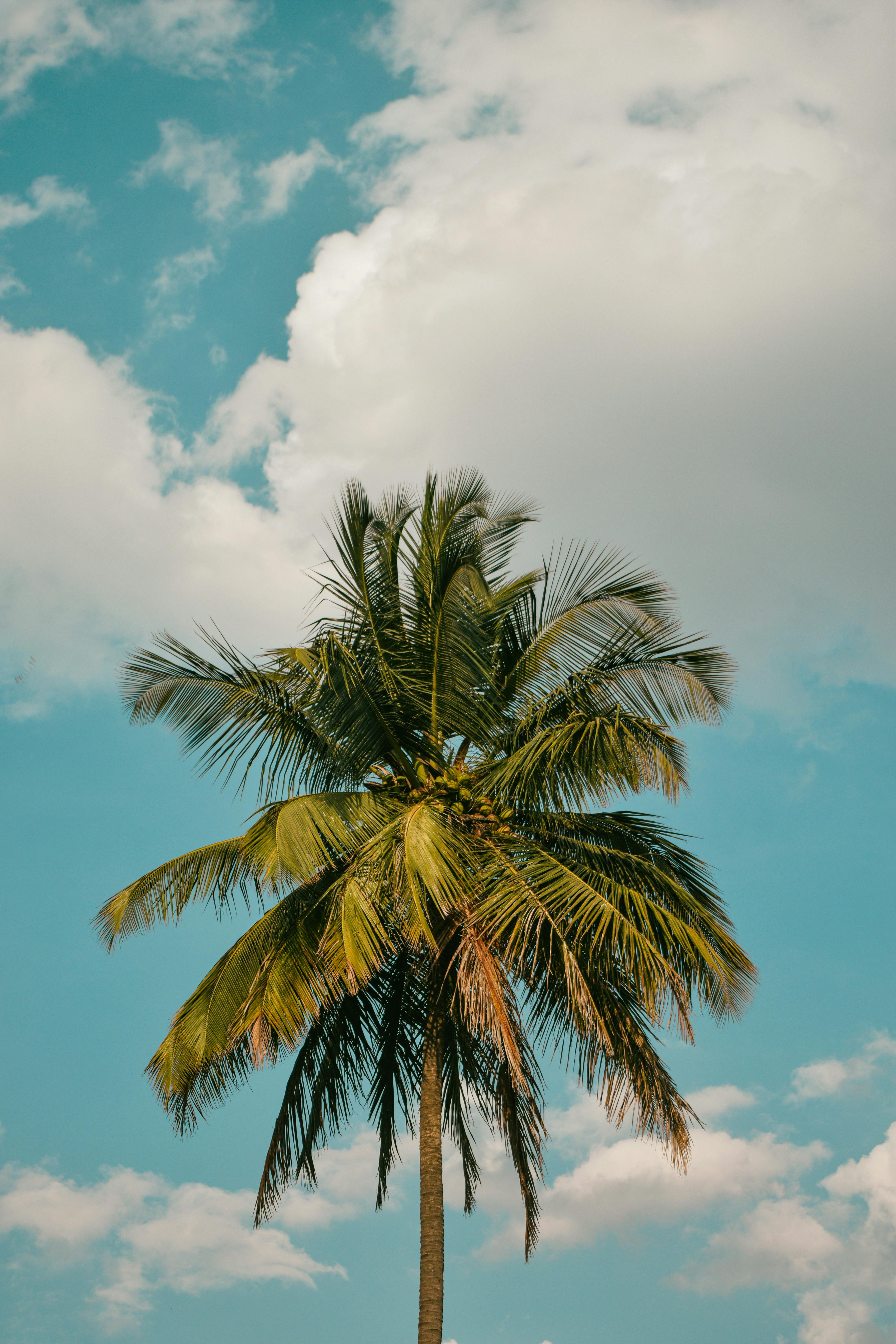 Δωρεάν Ένας γραφικός κοκοφοίνικας στέκεται αγέρωχος με φόντο έναν ζωντανό γαλάζιο ουρανό στην Μπανγκαλόρ της Ινδίας. Φωτογραφία από στοκ φωτογραφιών