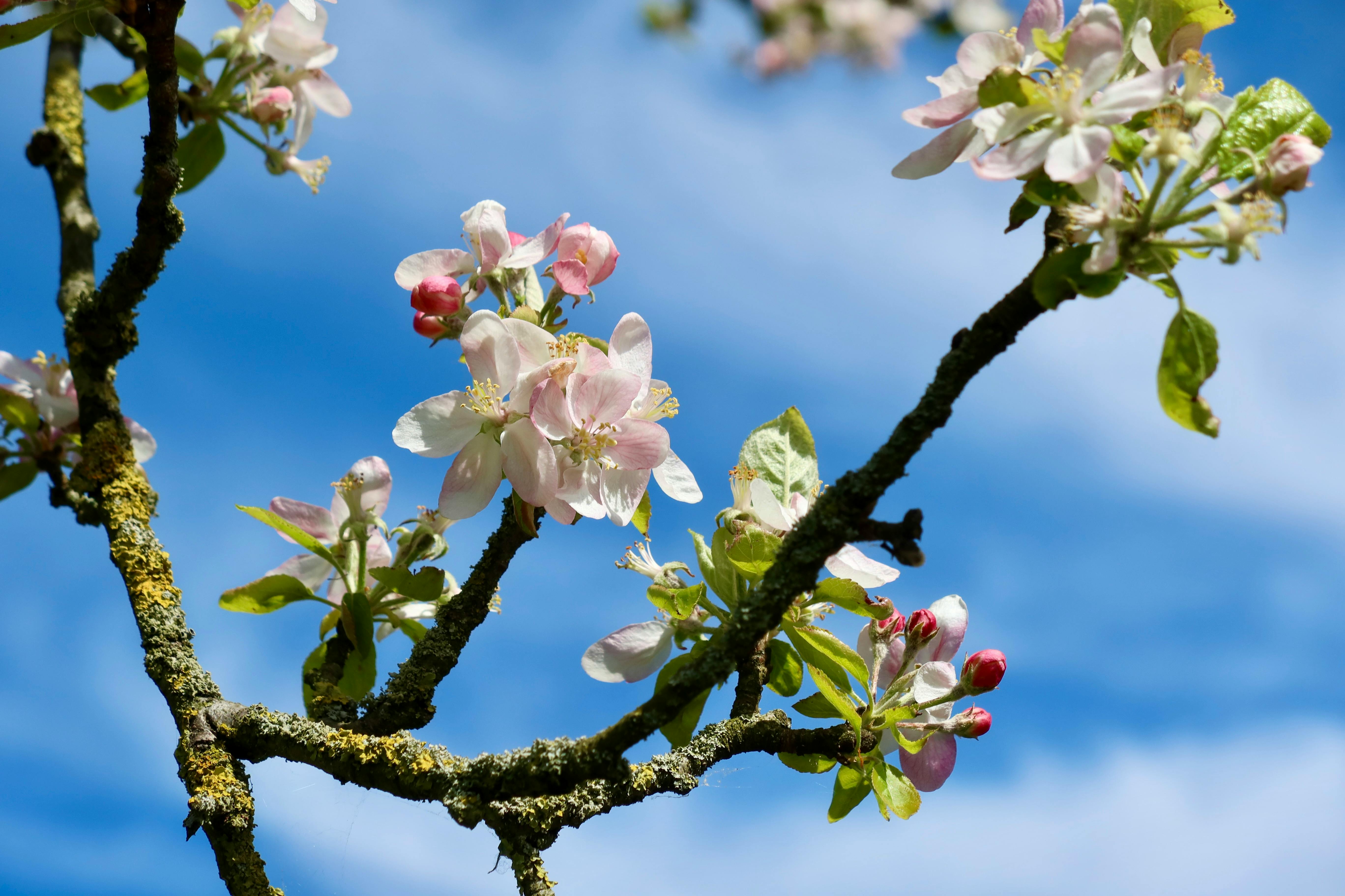 Beautiful apple blossoms in springtime against a vibrant blue sky.