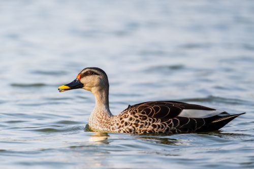 Free Spot-billed duck swimming peacefully in a serene lake in Gujarat, India. Stock Photo