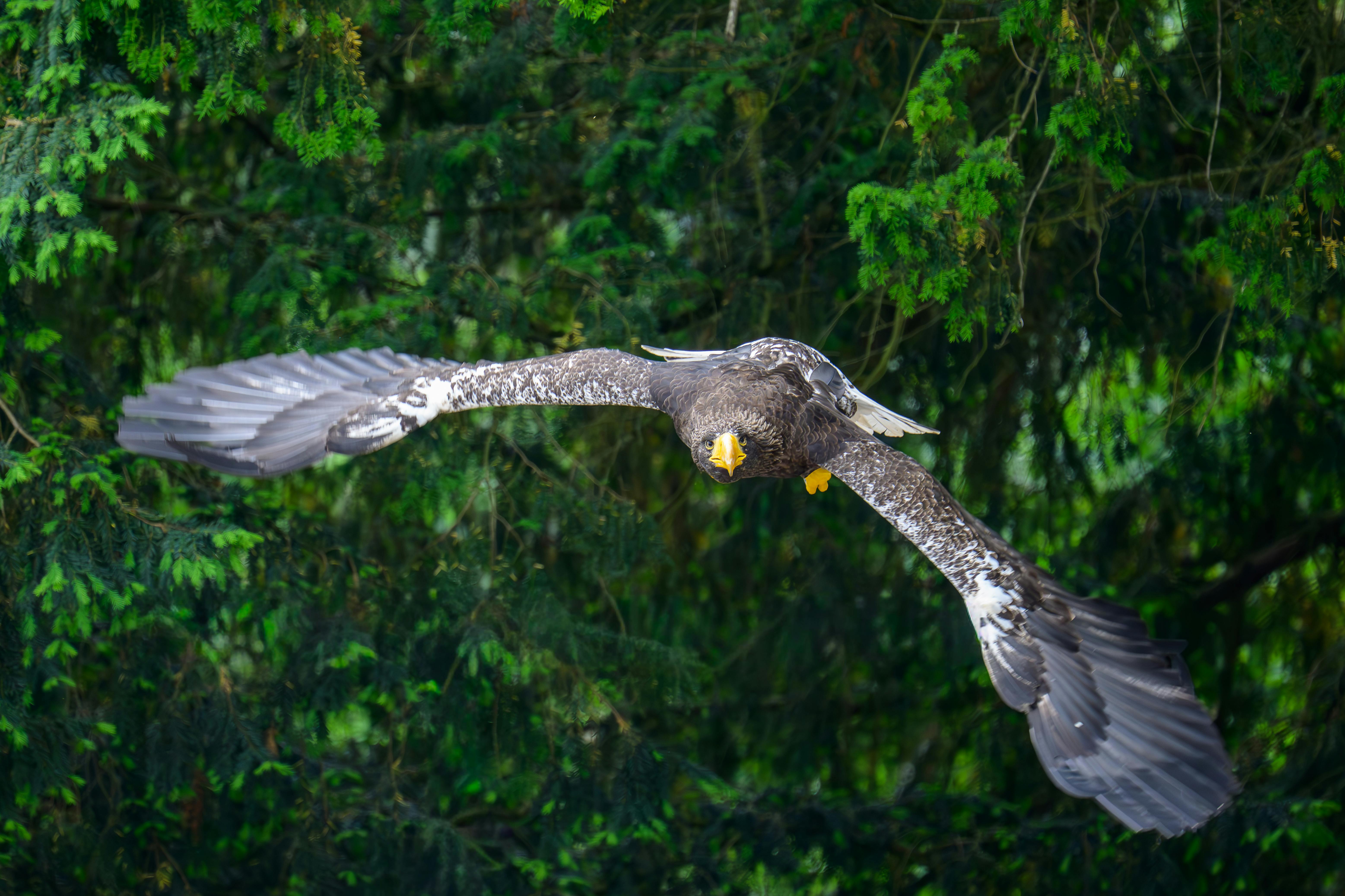 Kostenlos Kostenloses Stock Foto zu accipitridae, adjustment leucocephalus, adler Stock-Foto