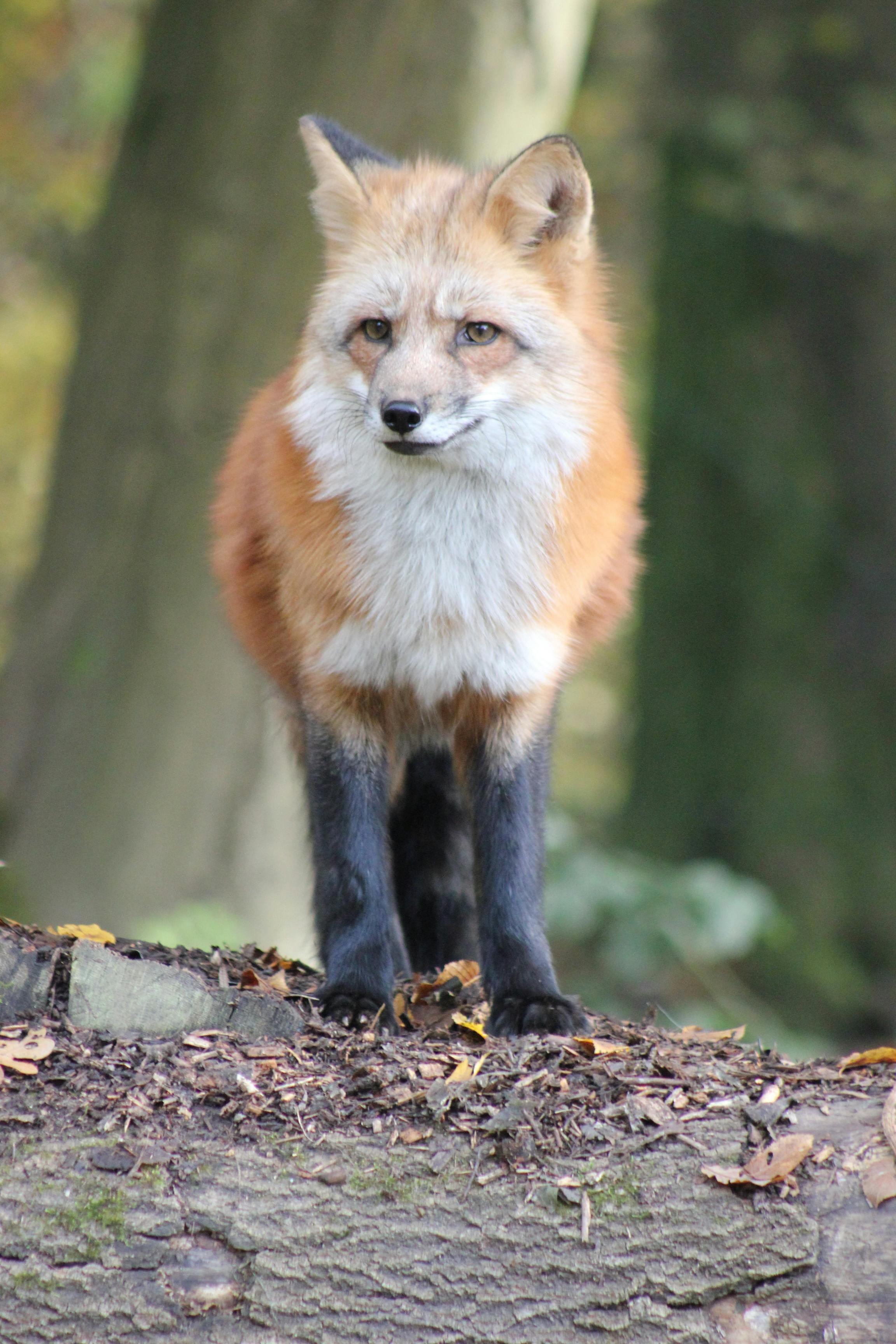 Kostenlos Kostenloses Stock Foto zu baumstamm, fuchs, natur Stock-Foto