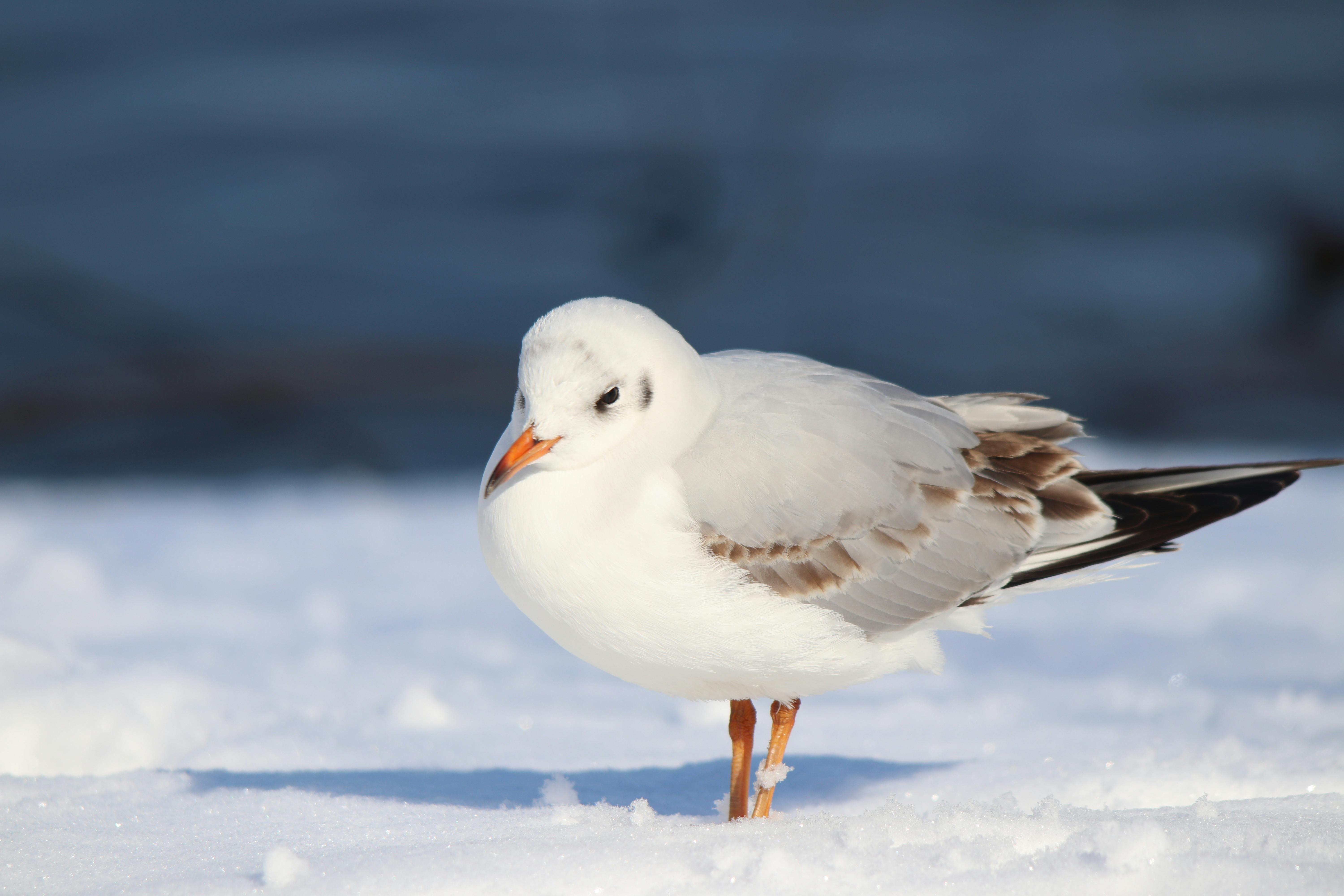 Kostenlos Eine Detailaufnahme einer Möwe, die auf dem Schnee steht und ihr Wintergefieder präsentiert. Stock-Foto