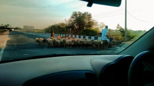 Free stock photo of goats, road, shepherd Stock Photo