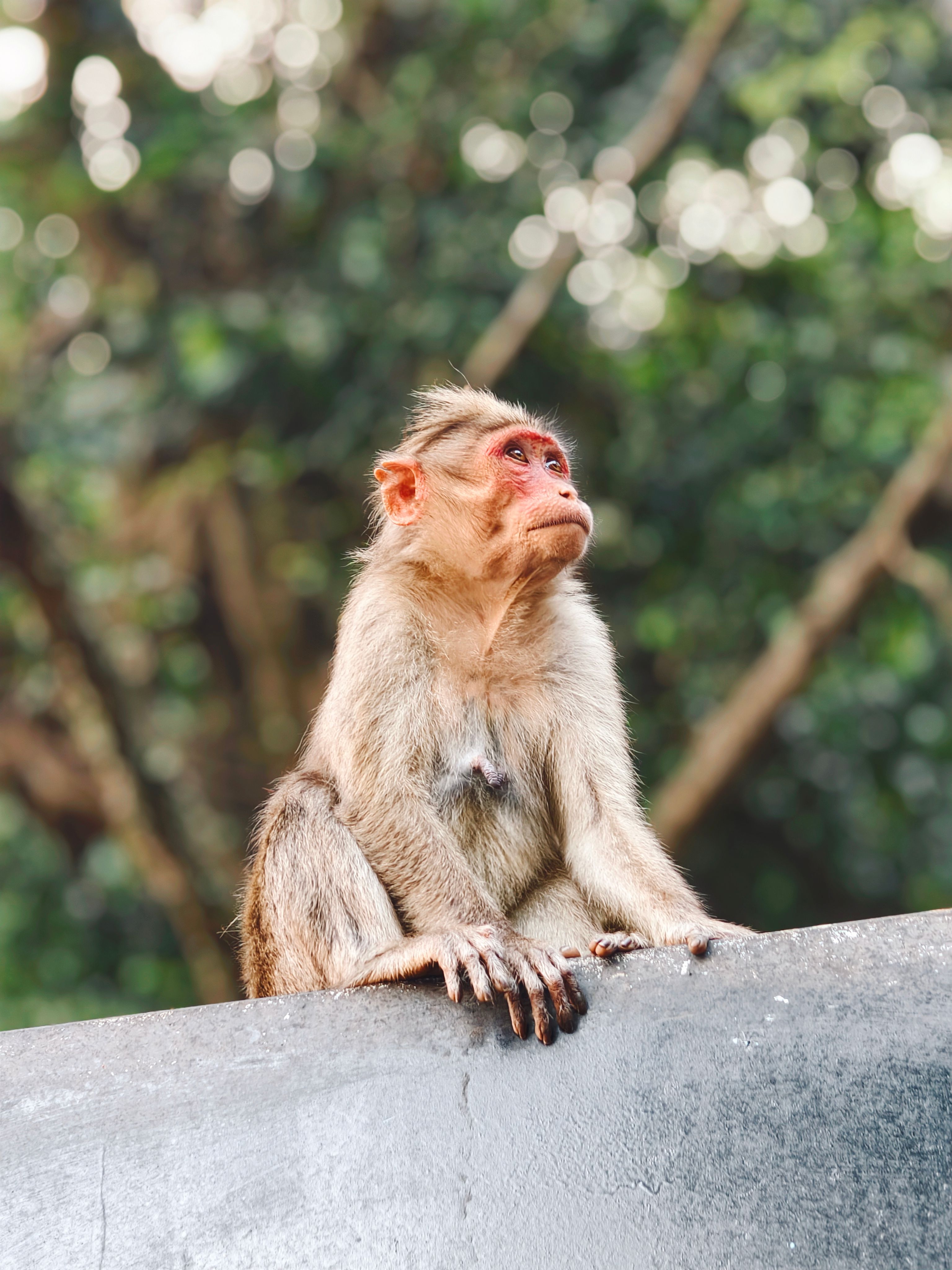 Portrait of a Rhesus Macaque in Kerala Jungle · Free Stock Photo
