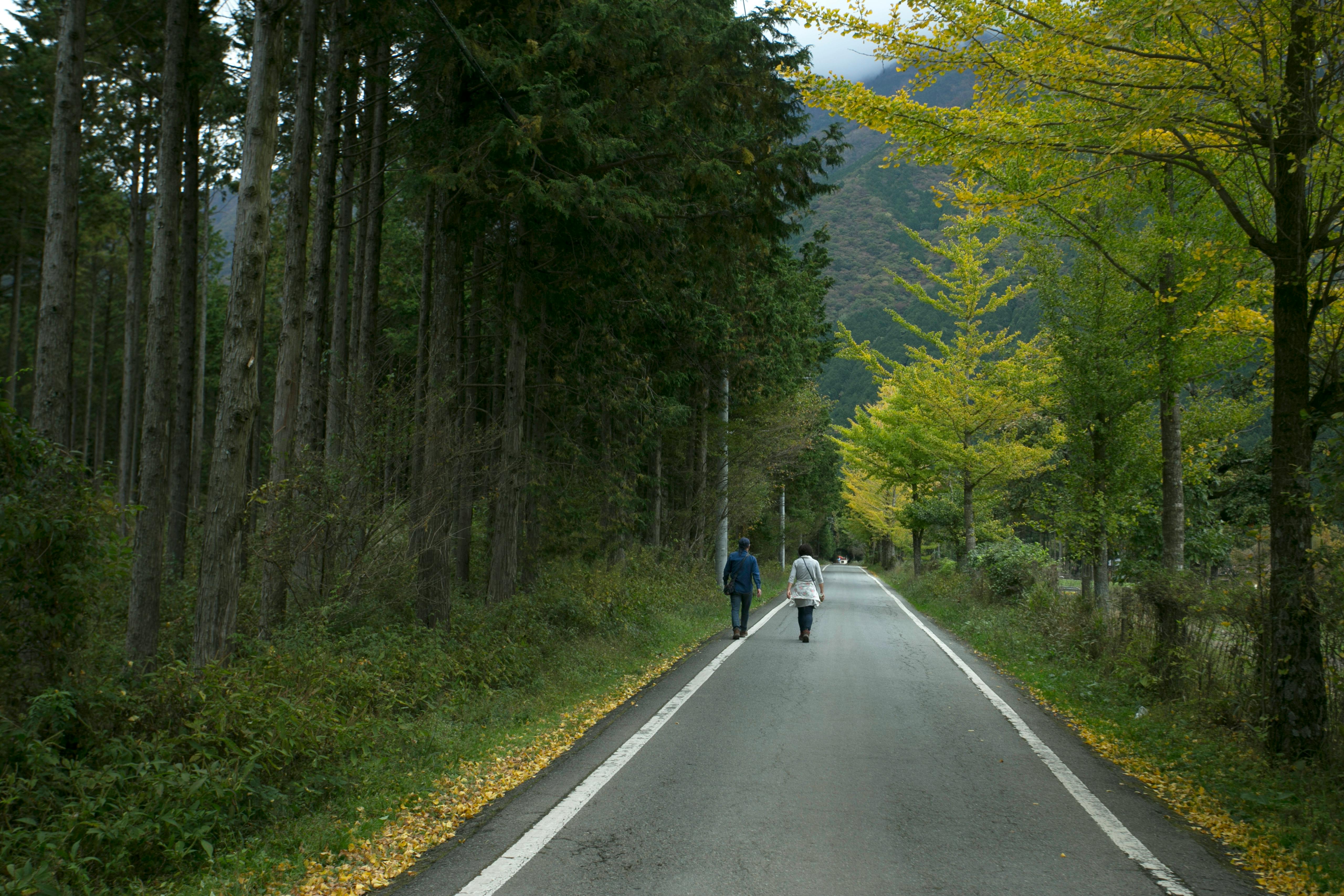 Δωρεάν Μια γαλήνια βόλτα σε έναν δασικό δρόμο με ζωηρά φθινοπωρινά φύλλα και δύο άτομα να περπατούν. Φωτογραφία από στοκ φωτογραφιών