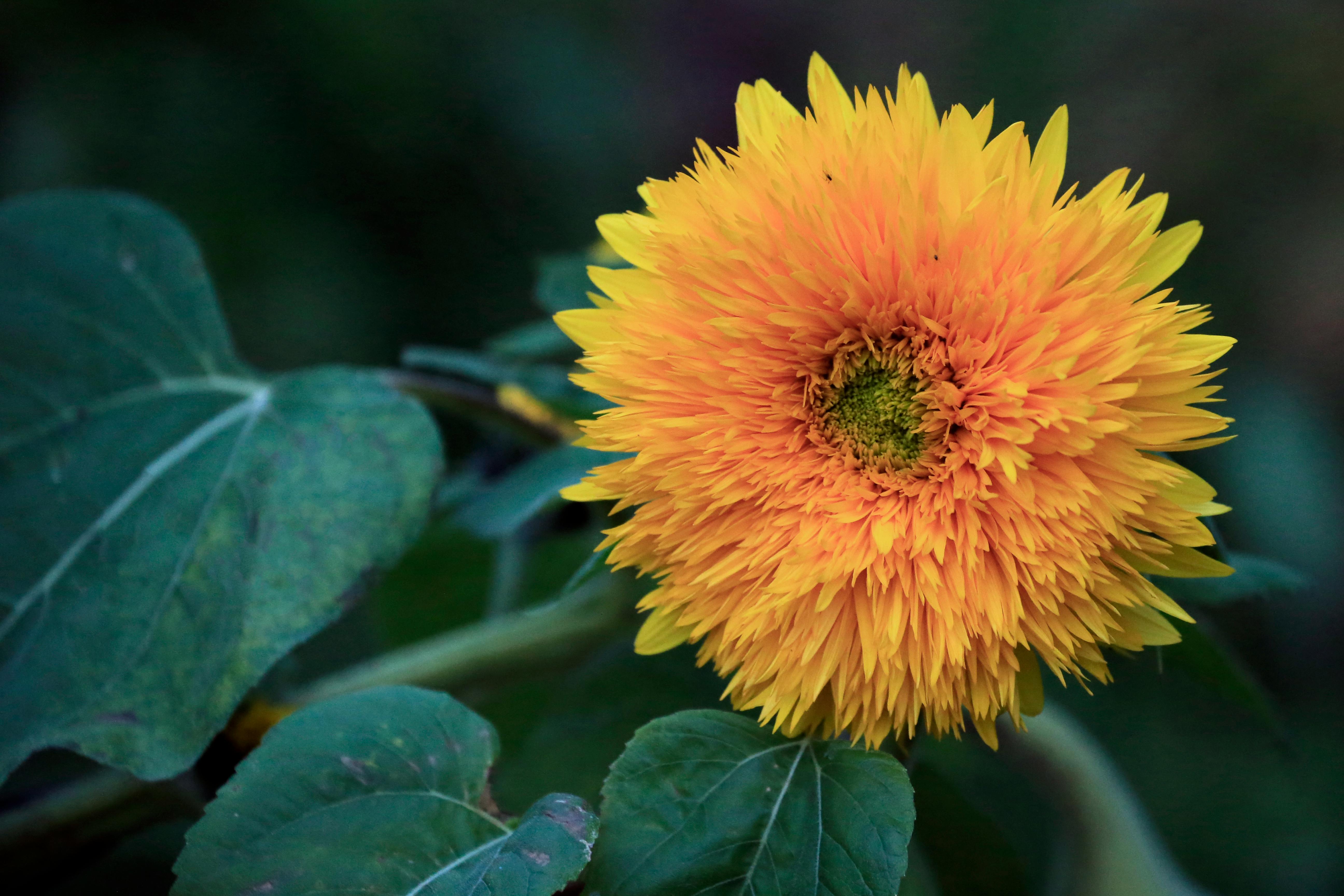 Kostenlos Nahaufnahme einer leuchtend gelben Sonnenblumenblüte mit grünem Laub im natürlichen Licht. Stock-Foto