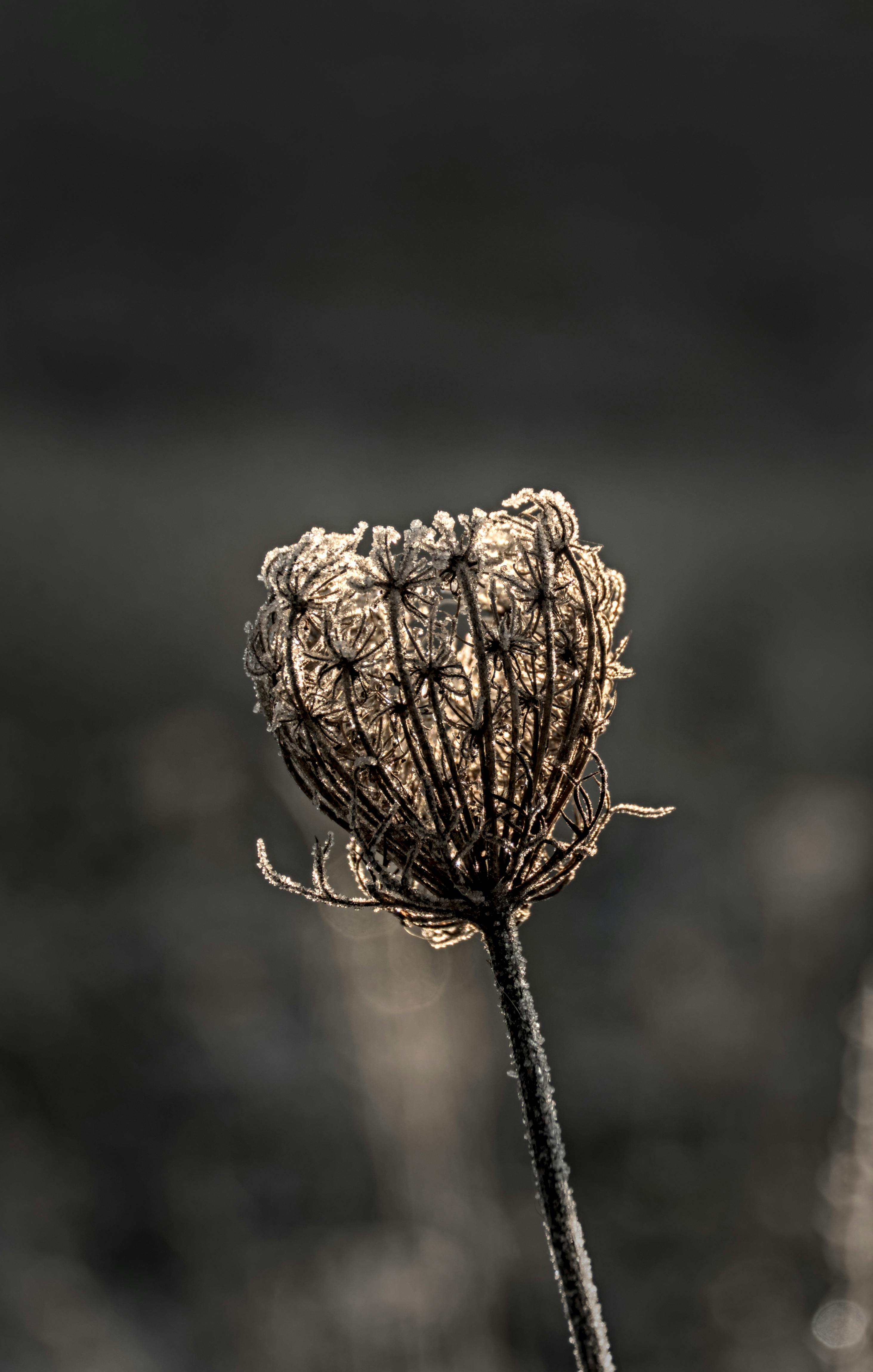Δωρεάν Κοντινό πλάνο μιας κεφαλής σπόρου αγριολούλουδου καλυμμένης από τον παγετό στο απαλό φως του χειμώνα. Φωτογραφία από στοκ φωτογραφιών