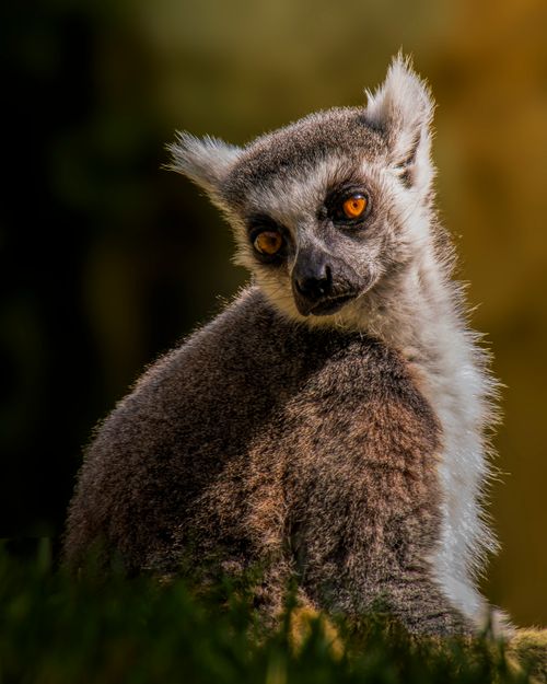Free Close-up of a ring-tailed lemur gazing intently, surrounded by lush greenery. Stock Photo