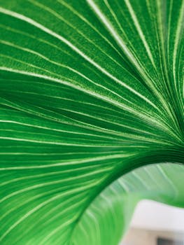 Detailed macro photo capturing intricate stripes and veins of vibrant green leaf.