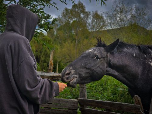 Free A person in a hoodie feeding a horse in a rustic outdoor setting, surrounded by nature. Stock Photo