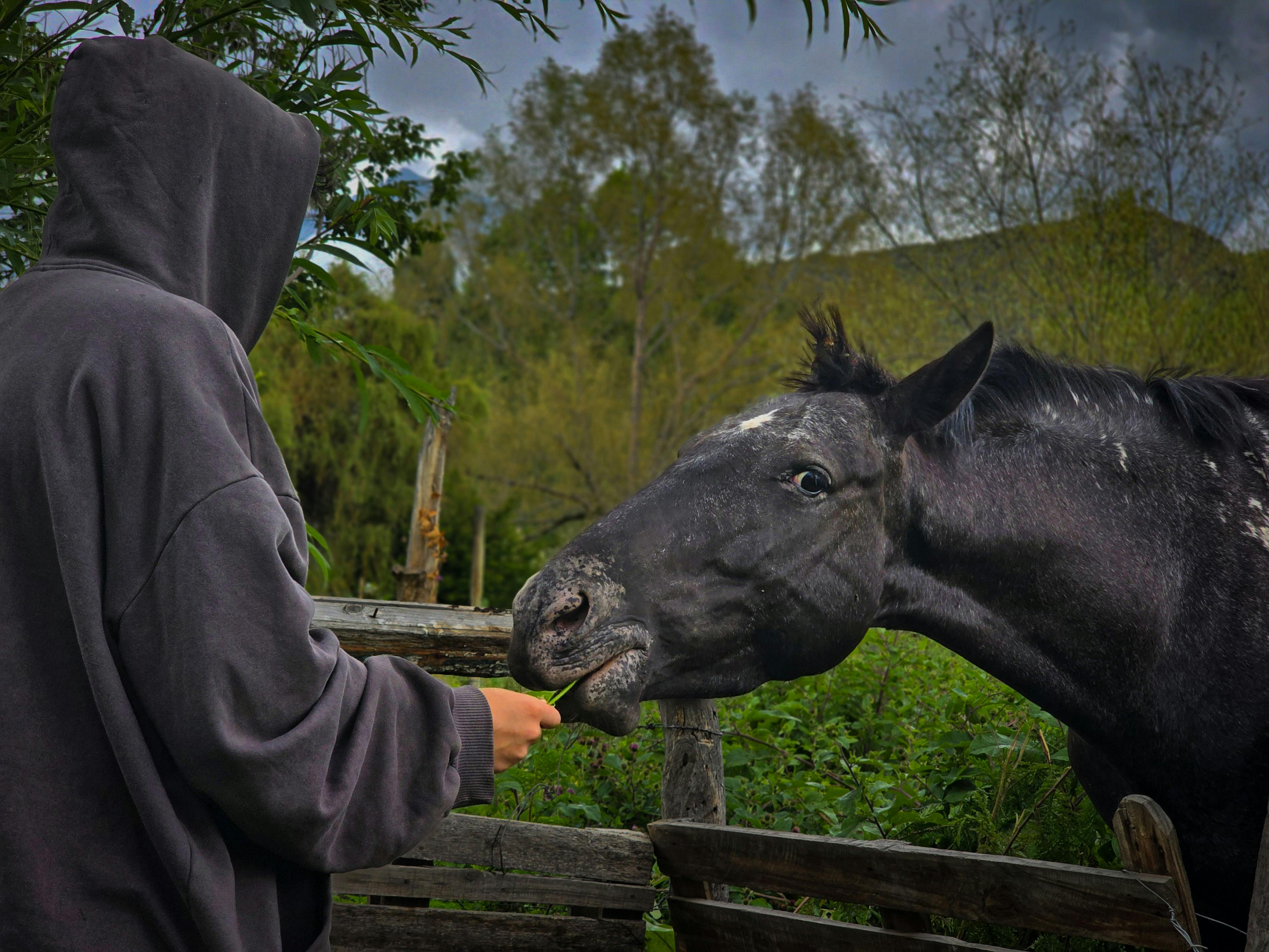 Kostenlos Eine Person in einem Kapuzenpulli füttert ein Pferd in ländlicher Umgebung, umgeben von Natur. Stock-Foto