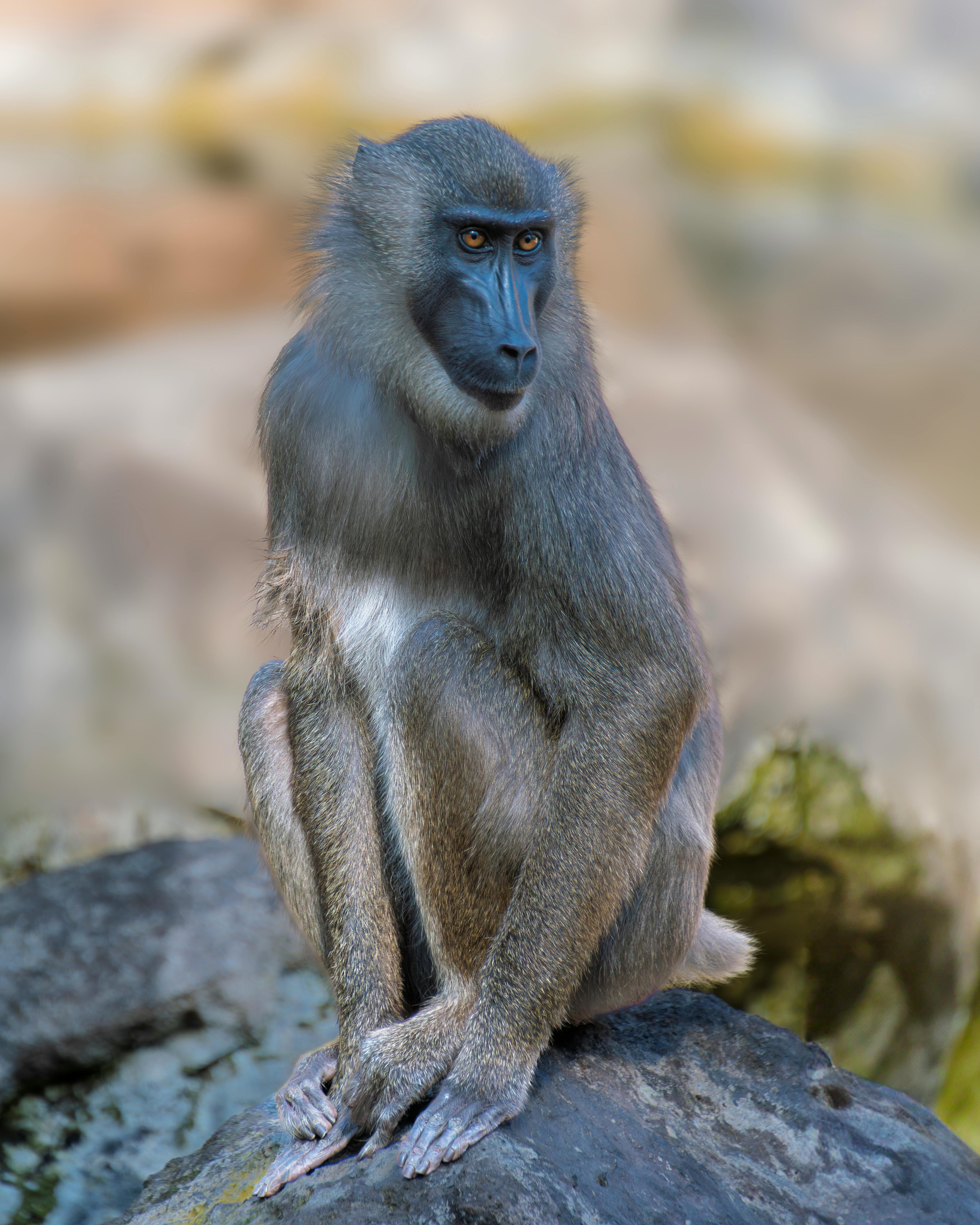 Kostenlos Nahaufnahme eines Mandrills, der in seinem natürlichen Lebensraum auf Felsen sitzt und seine charakteristischen Merkmale zeigt. Stock-Foto